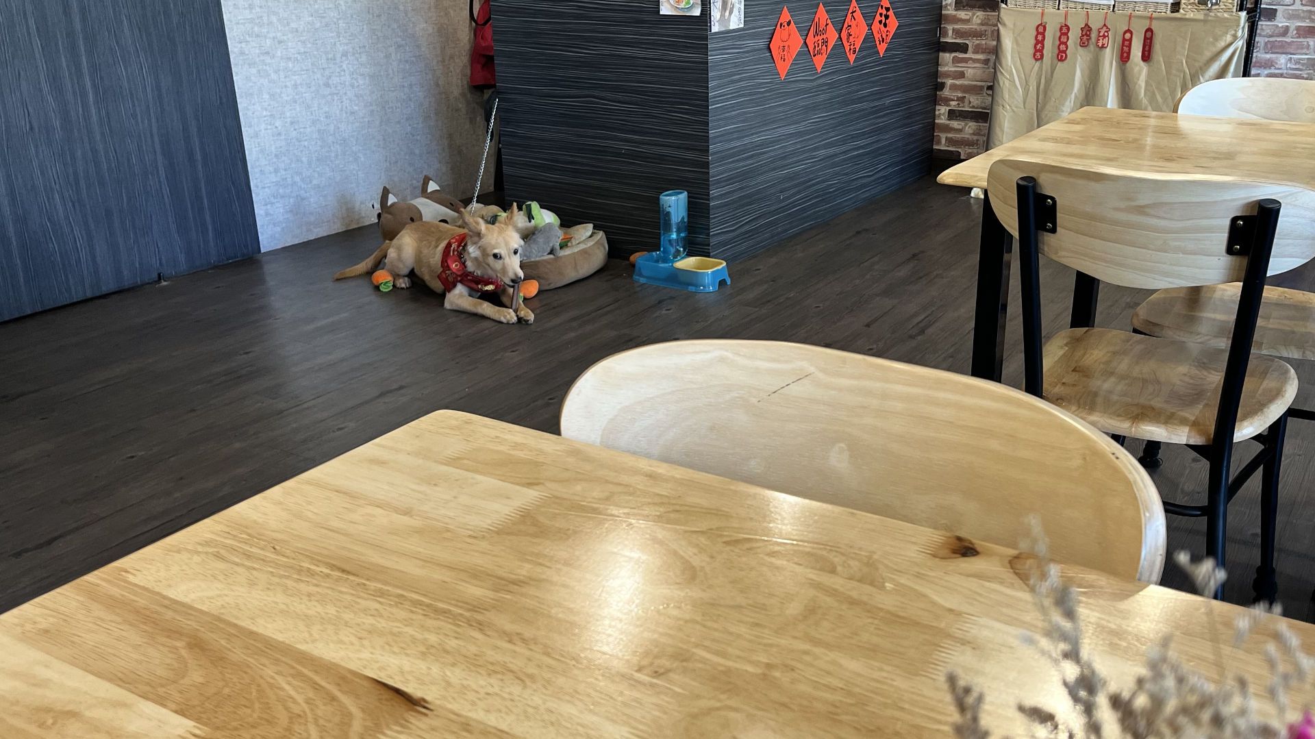 A young dog chewing on a toy next to the cafe counter.