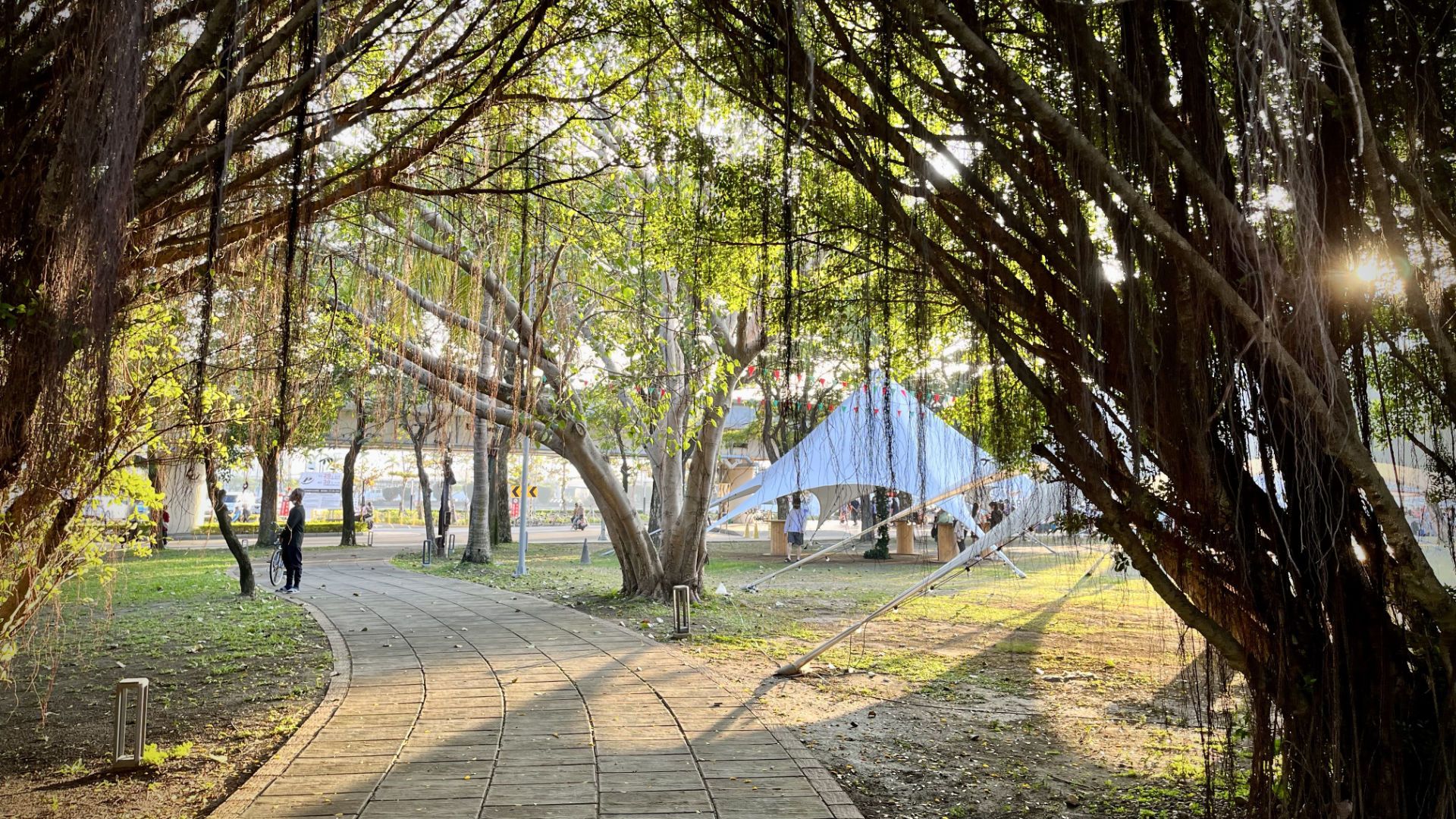 A path between two trees in a park, with vines hanging from the branches.