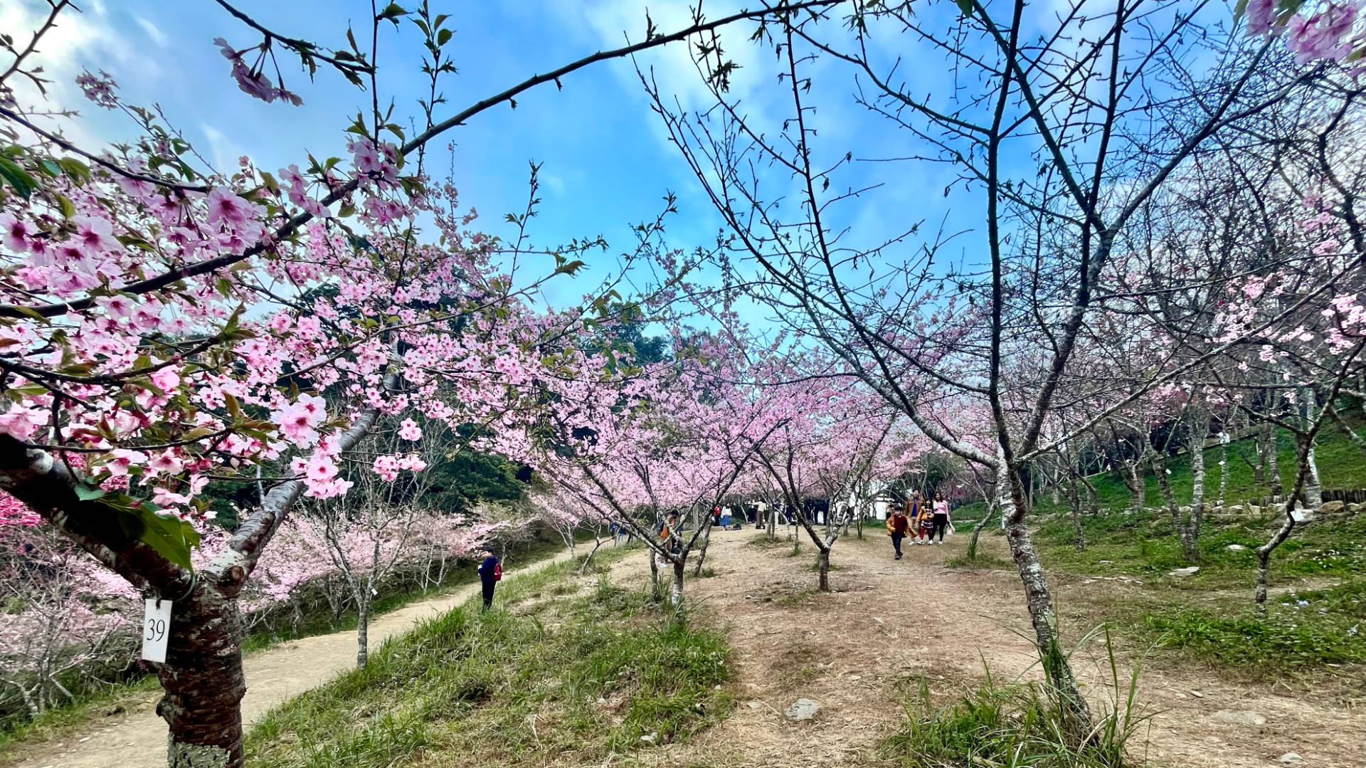 Light pink cherry blossom trees in the foreground, with people gathering under the trees in the distance. The sky is bright blue, with little cloud.