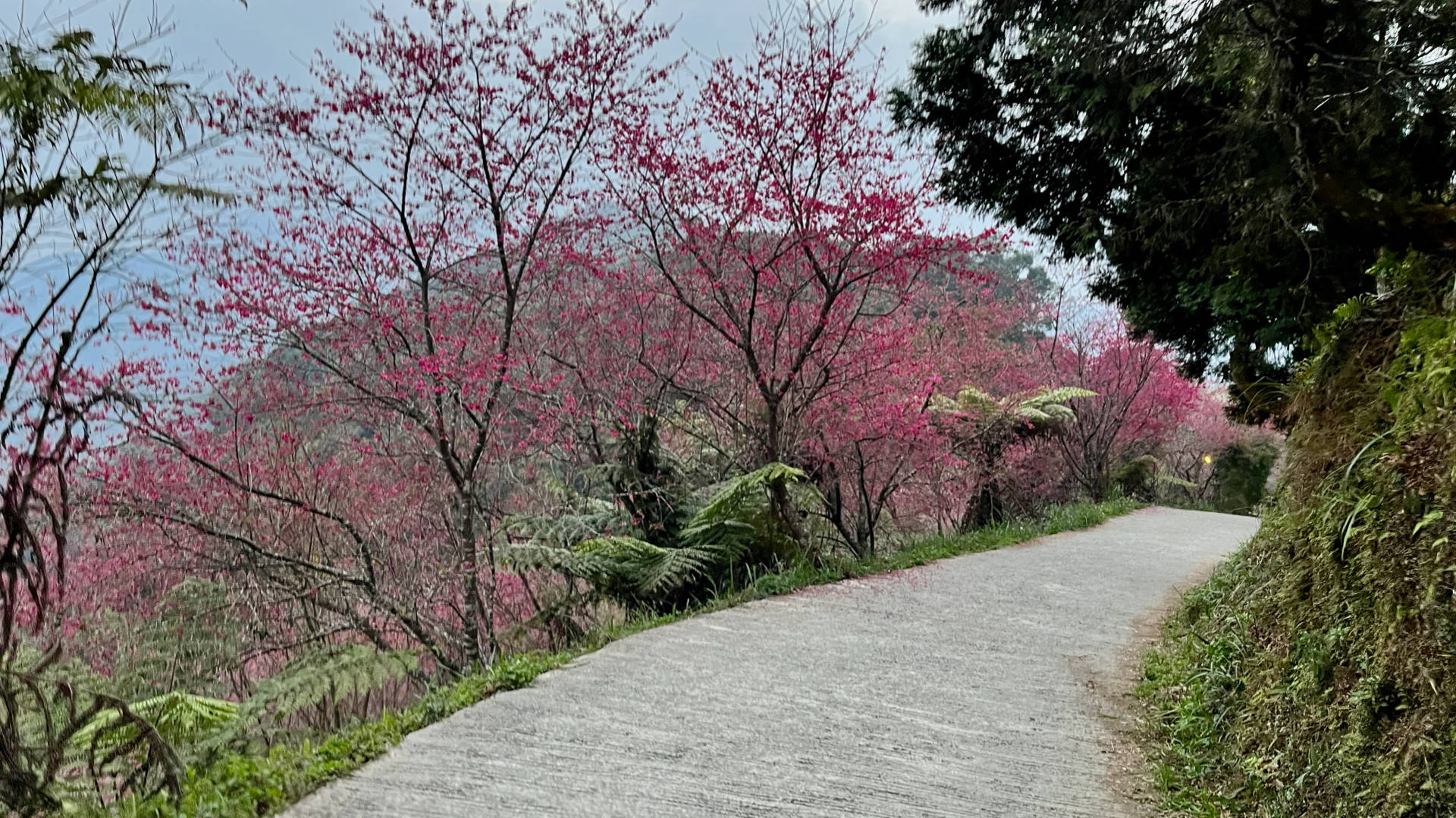 A concrete path winding down the hill, with ferns and cherry blossom on the downward slope to the left.