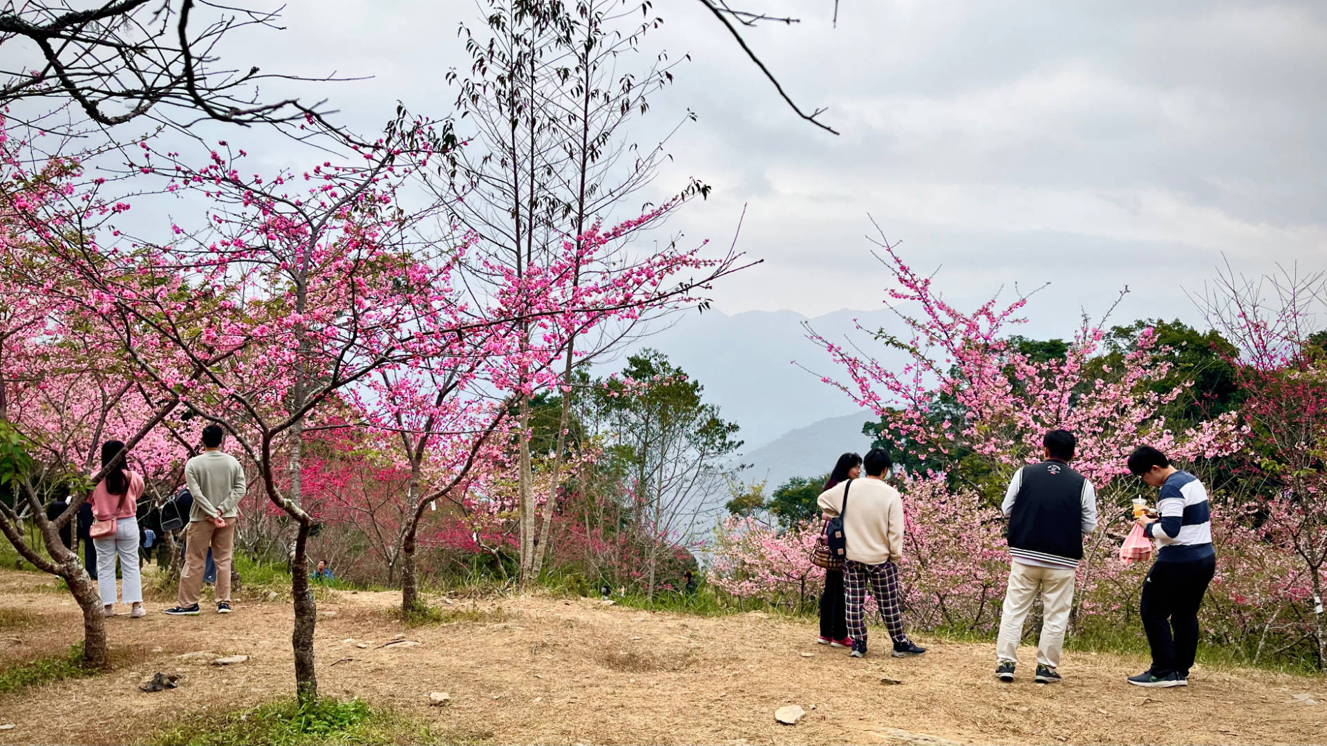Two groups of people underneath blossoming trees, with hazy mountains visible in the distance.