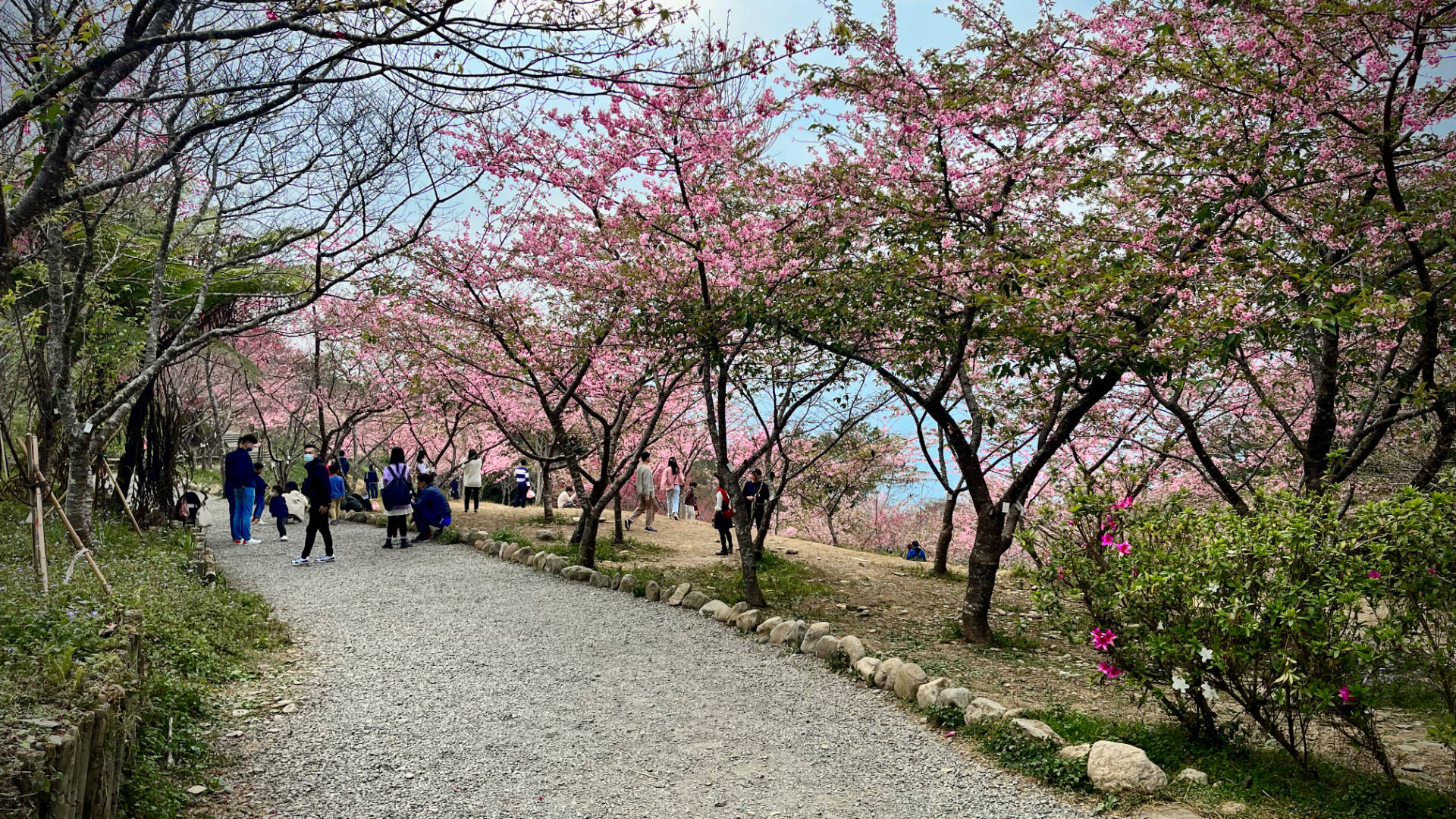 A gravel path leading to a field of blossoming trees, on the side of a hill. Many people are gathered around the trees.