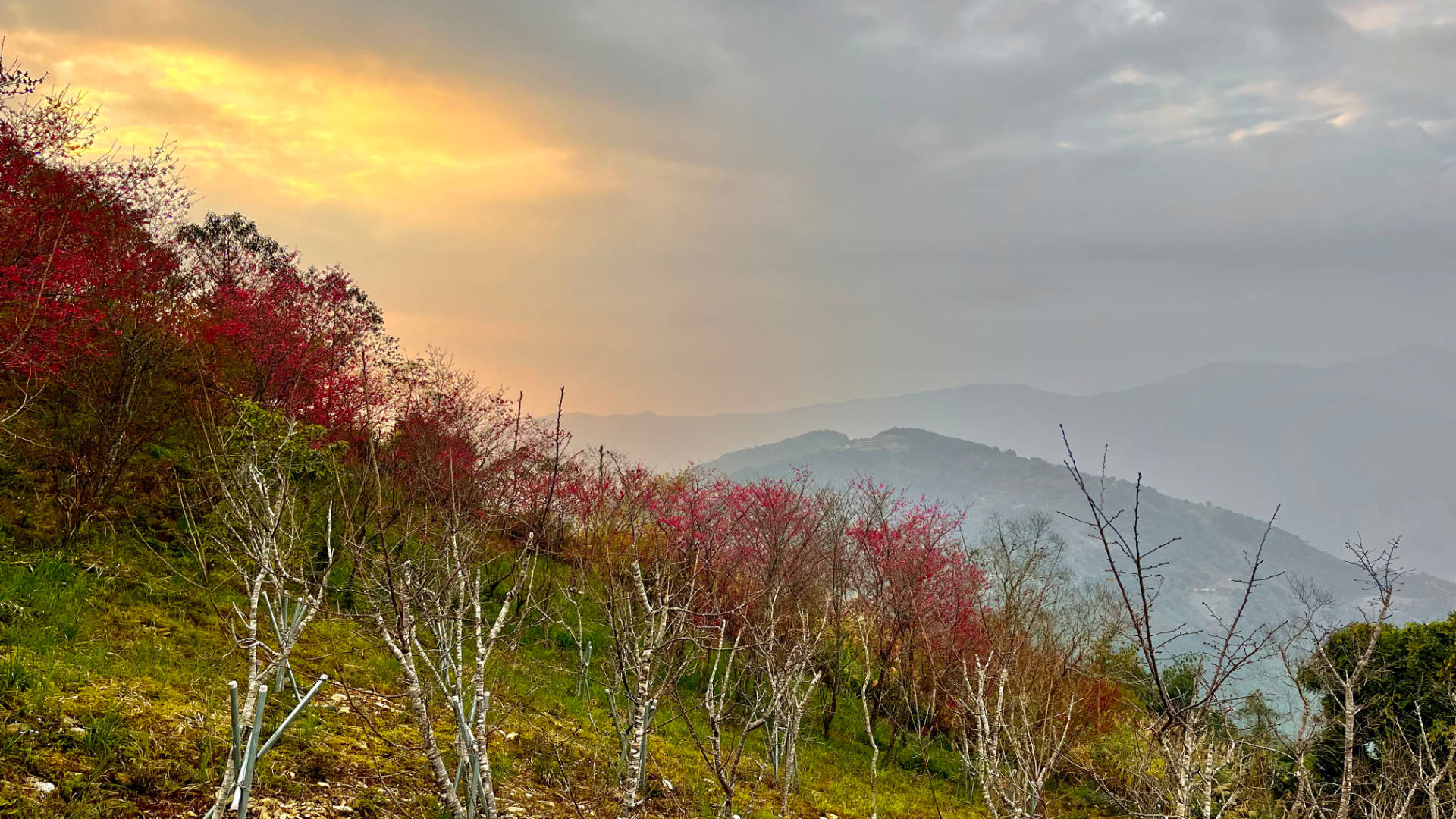 Dark cherry blossom trees in the foreground, with a golden sky above the mountains in the distance.
