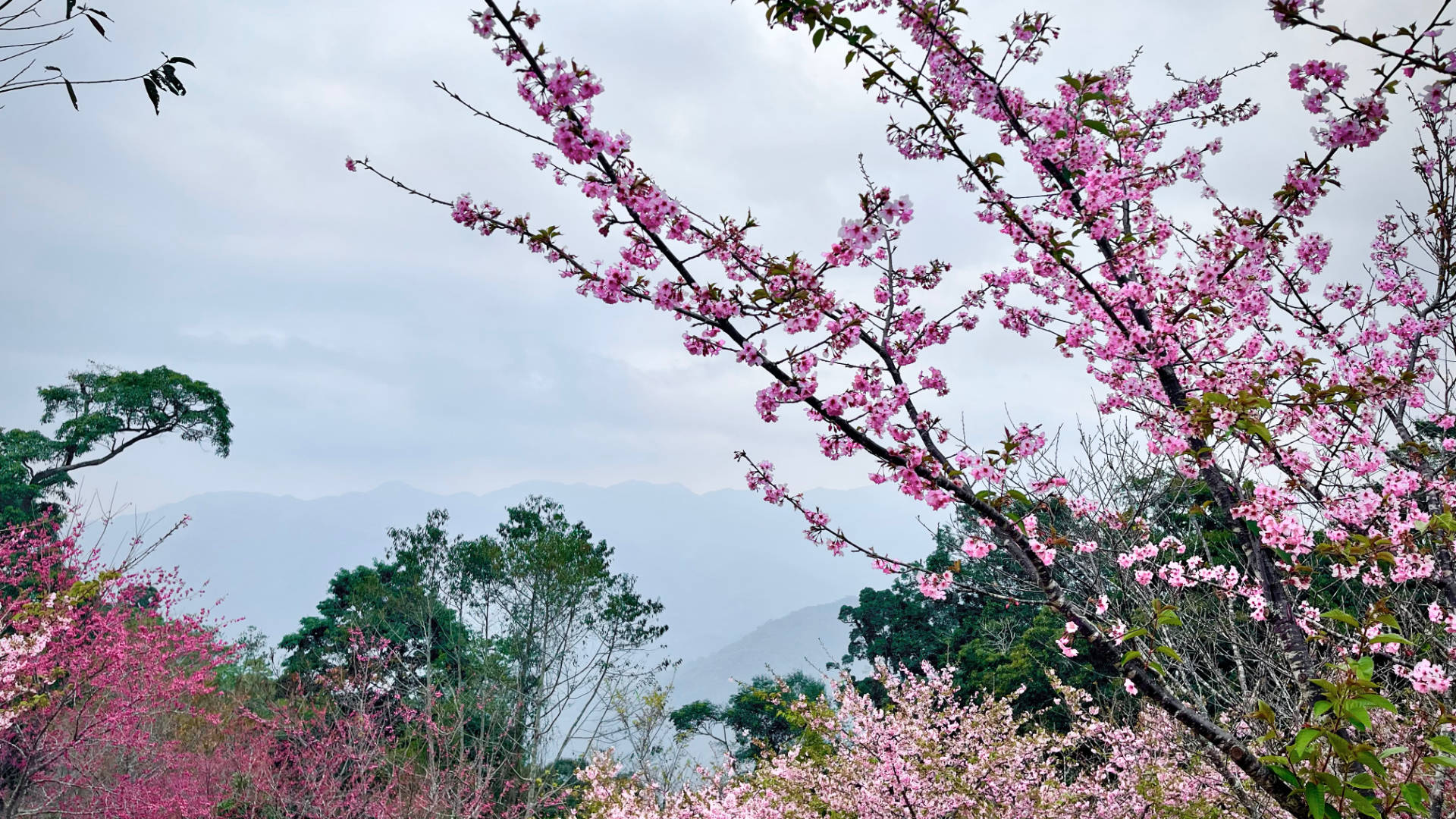 Two shades of cherry blossom in the foreground, with hazy mountains visible in the distance.