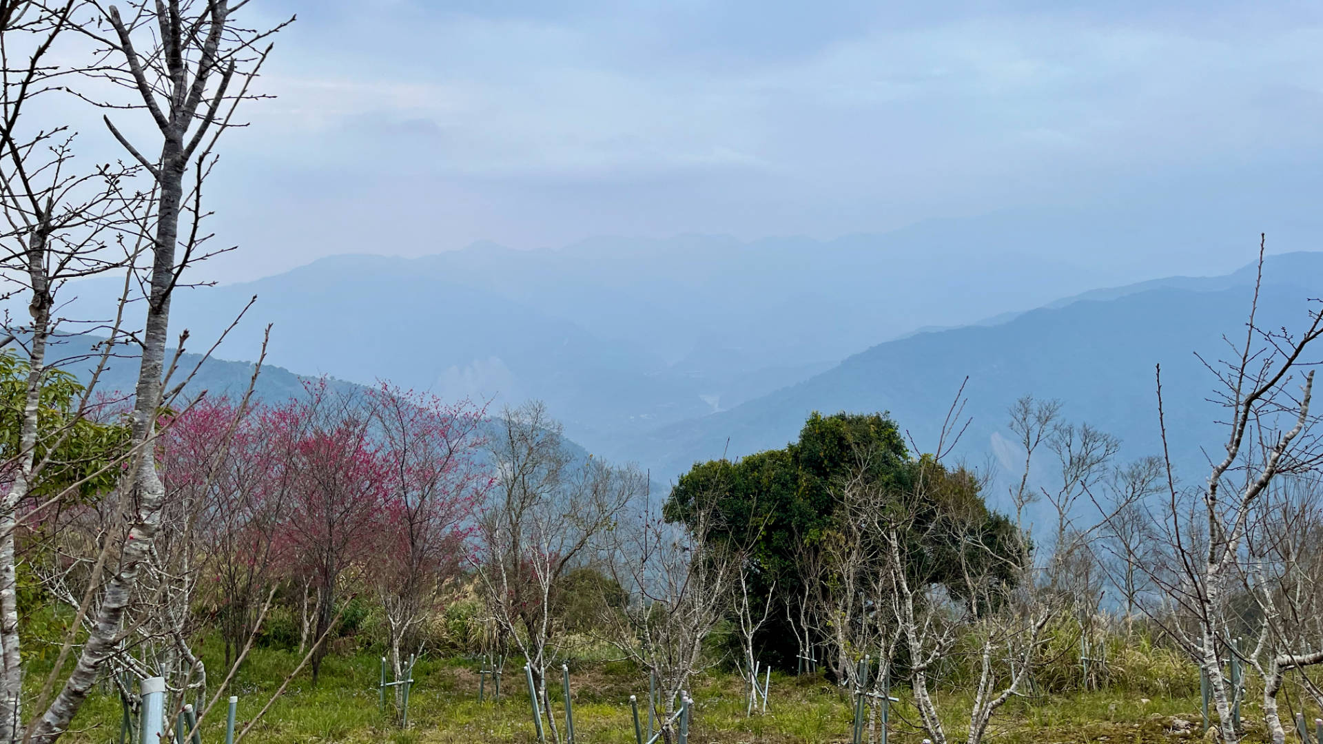 A view across trees to distant hazy mountains.