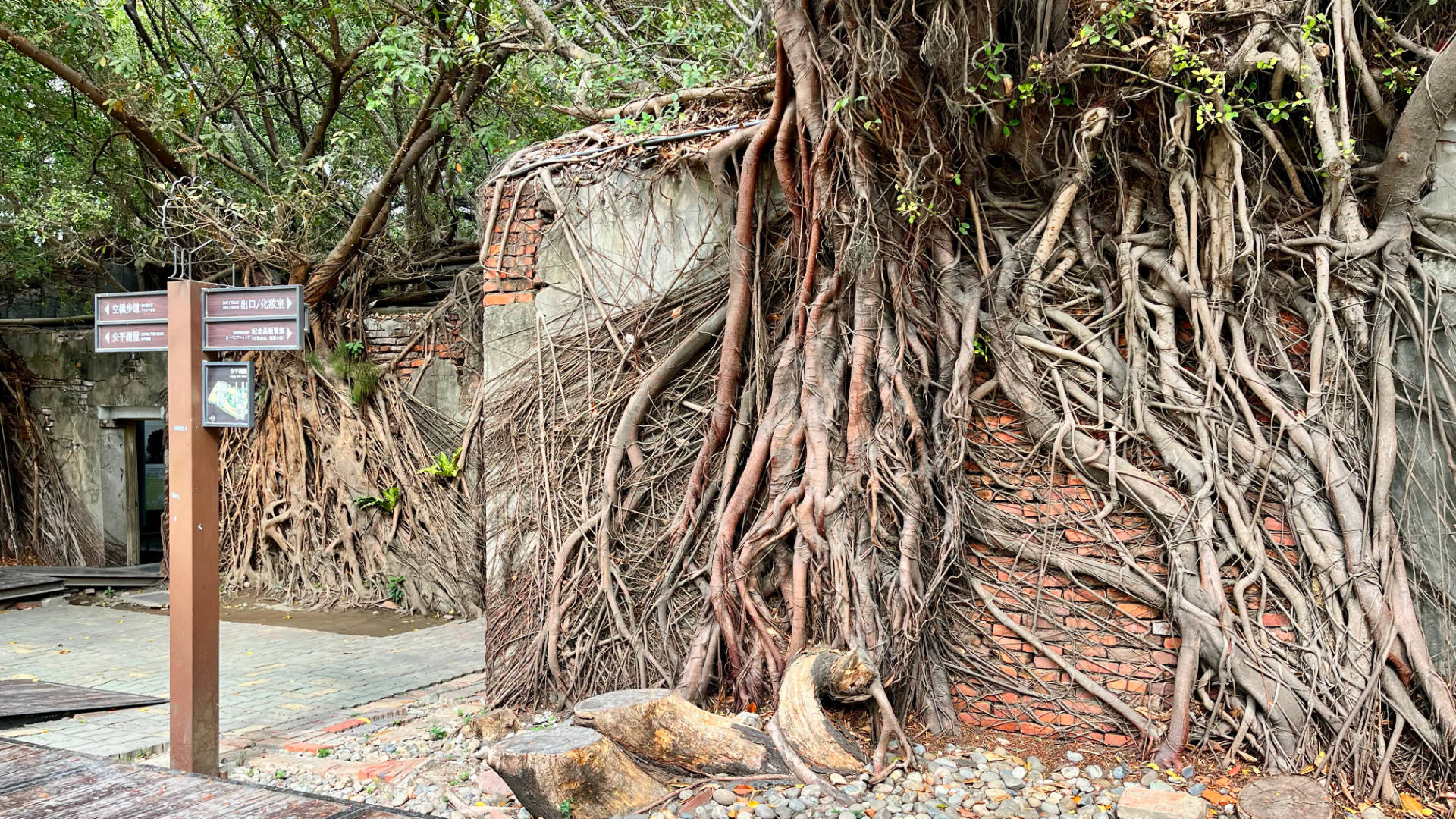 Exterior wall of the Anping Tree House, with banyan trees smothering the structure.