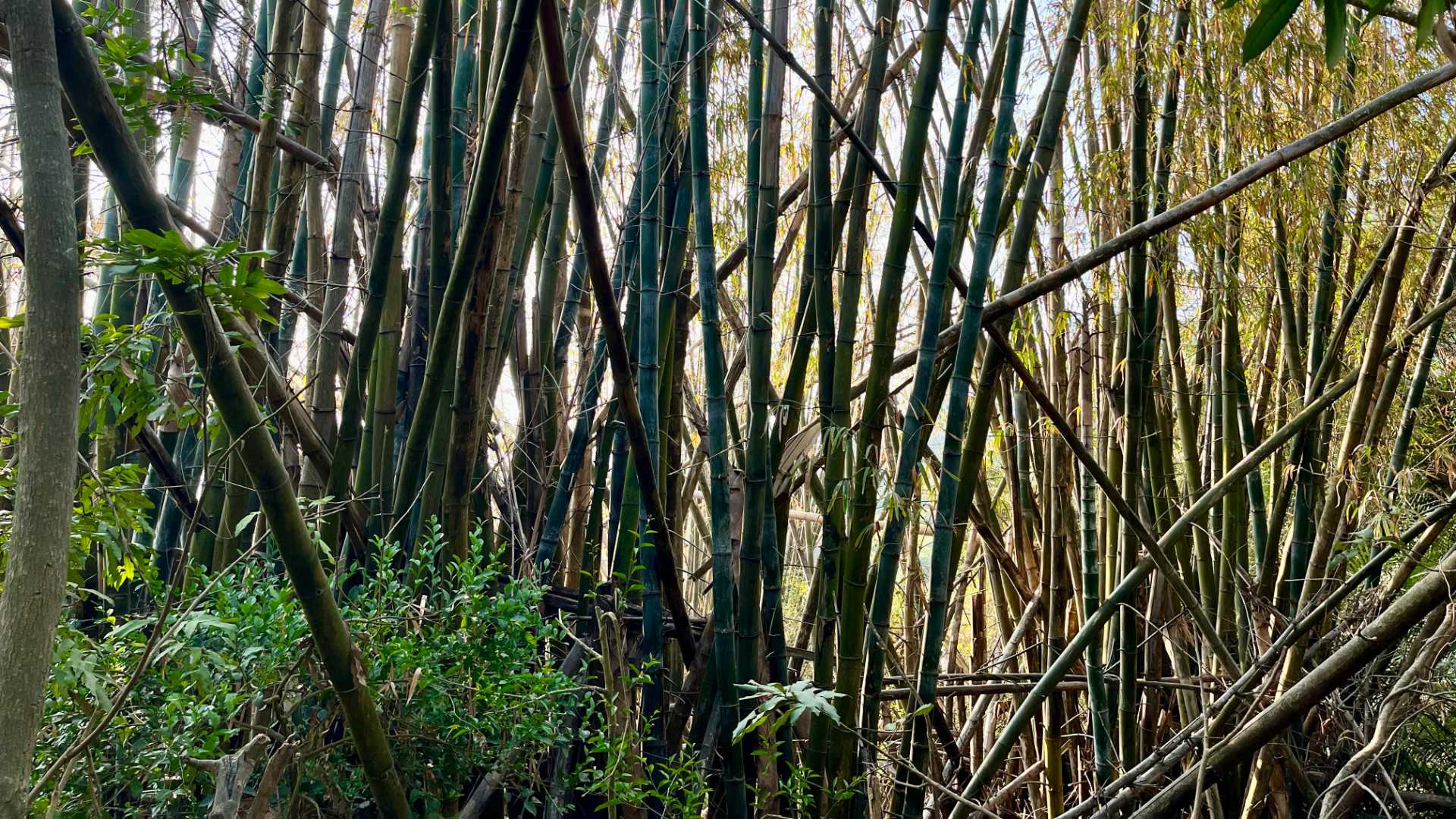A bamboo grove.