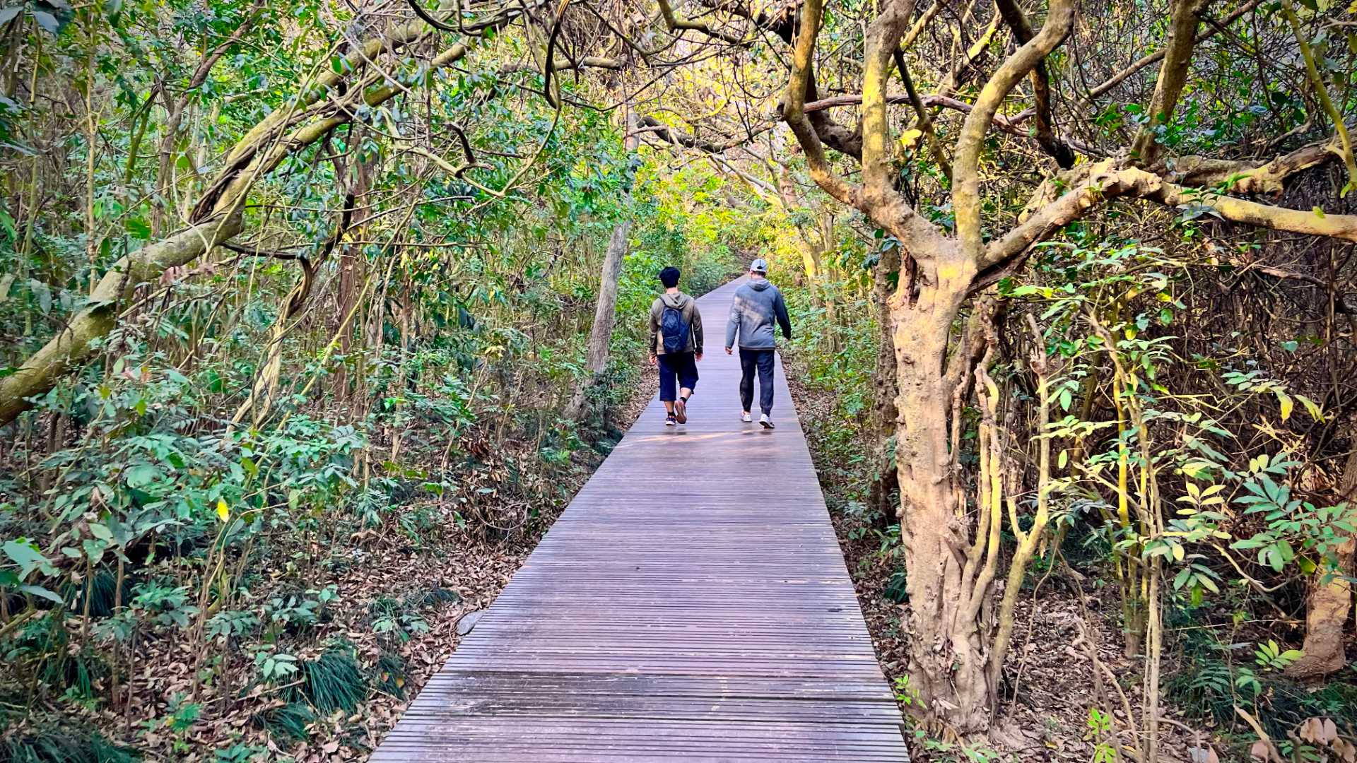 Two people walking along a boardwalk in the forest.