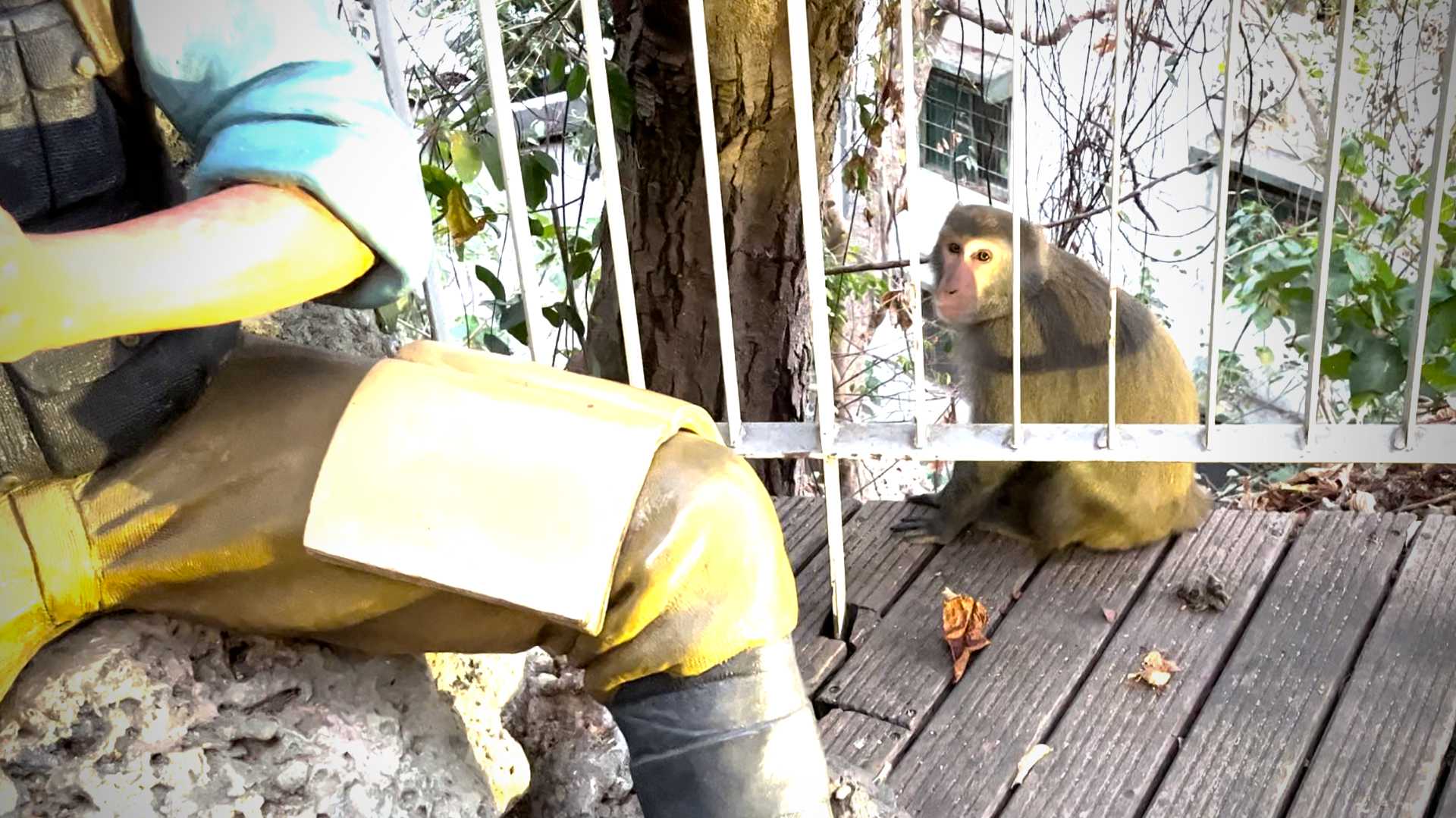 A Formosan rock macaque sitting on the platform to the side of the sculpture of Robert Swinhoe and three monkeys.