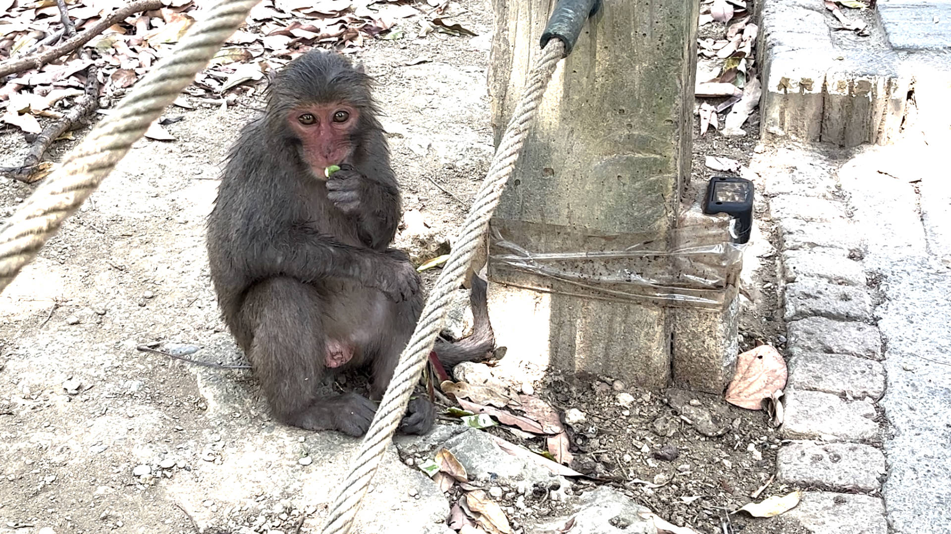 A young monkey eating a plant next to a paved pathway.