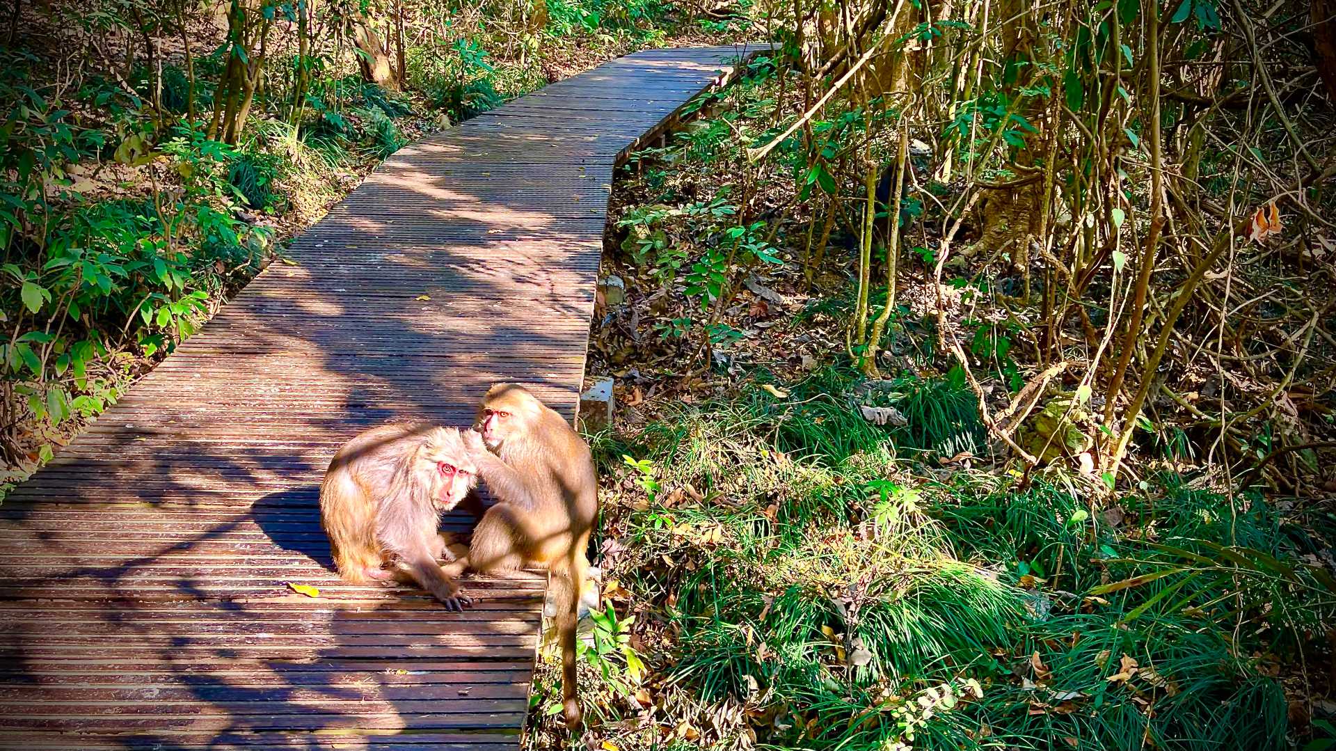 Two monkeys sitting on the boardwalk, in the sun.