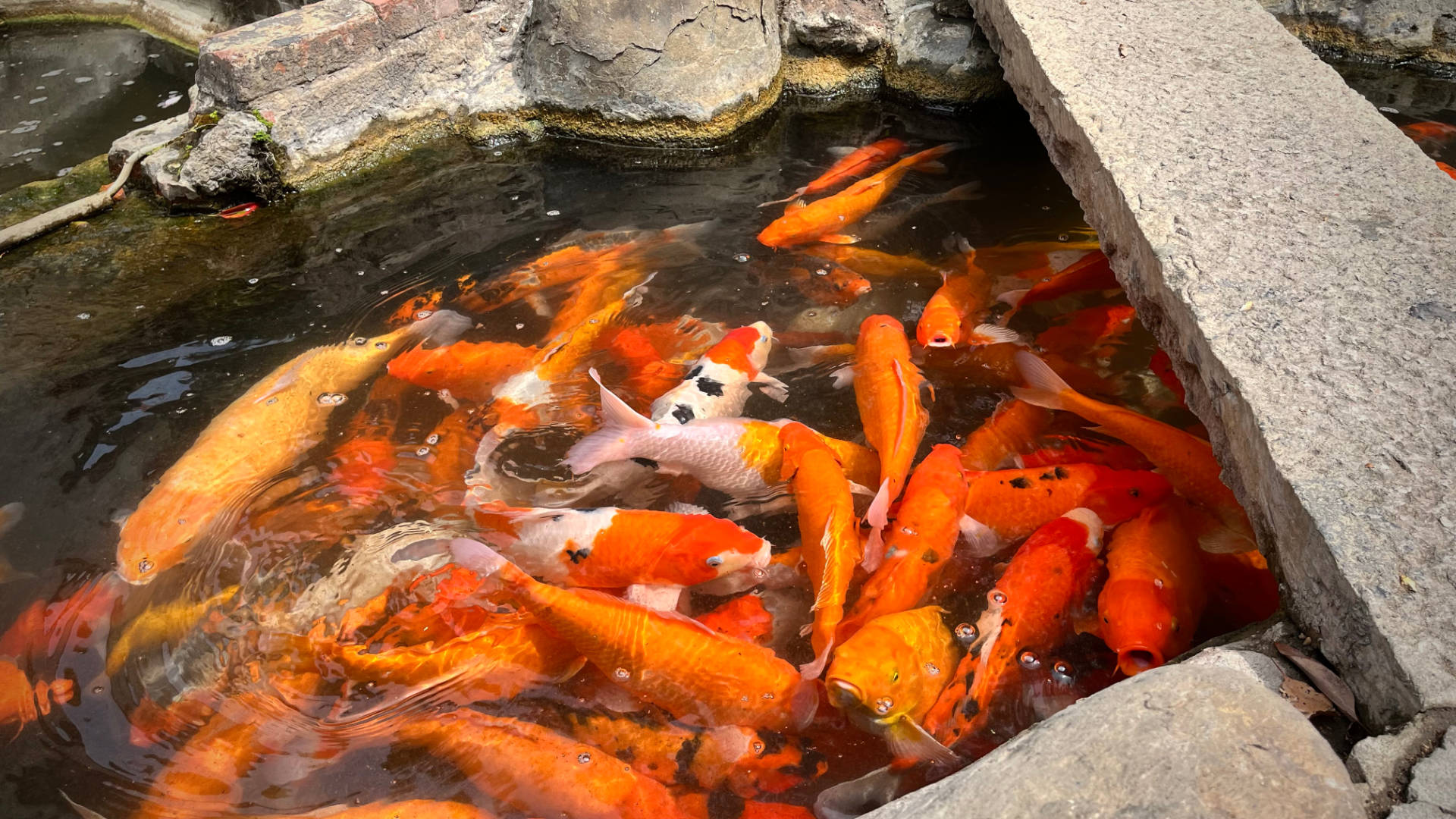 Dozens of large koi swimming in a fish pond.