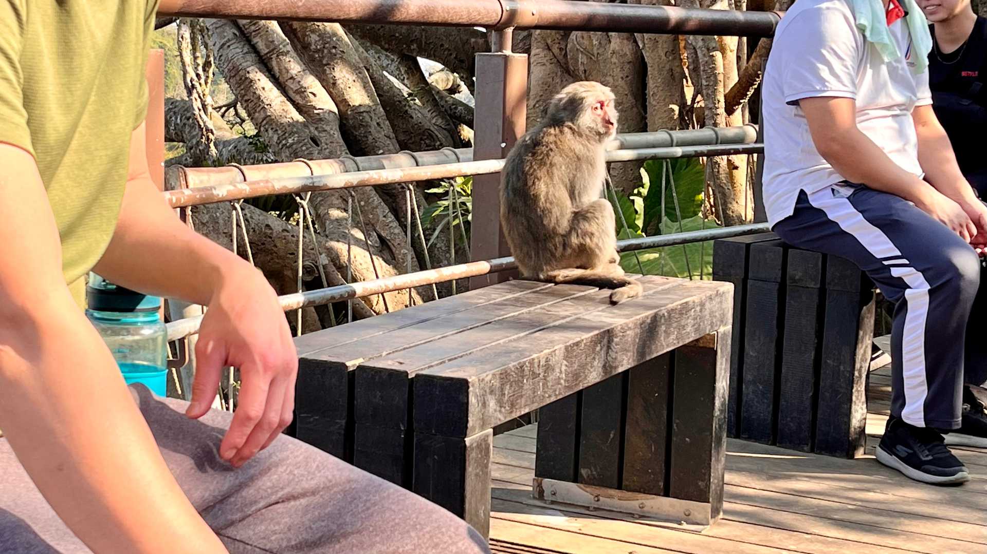 A monkey sits amongst hikers on the top of Monkey Mountain.