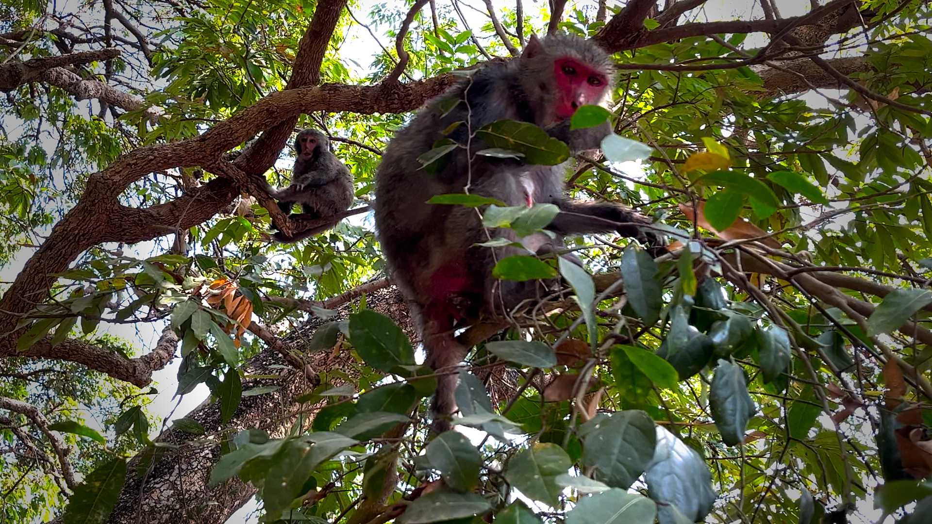 To monkeys eating in a tree.