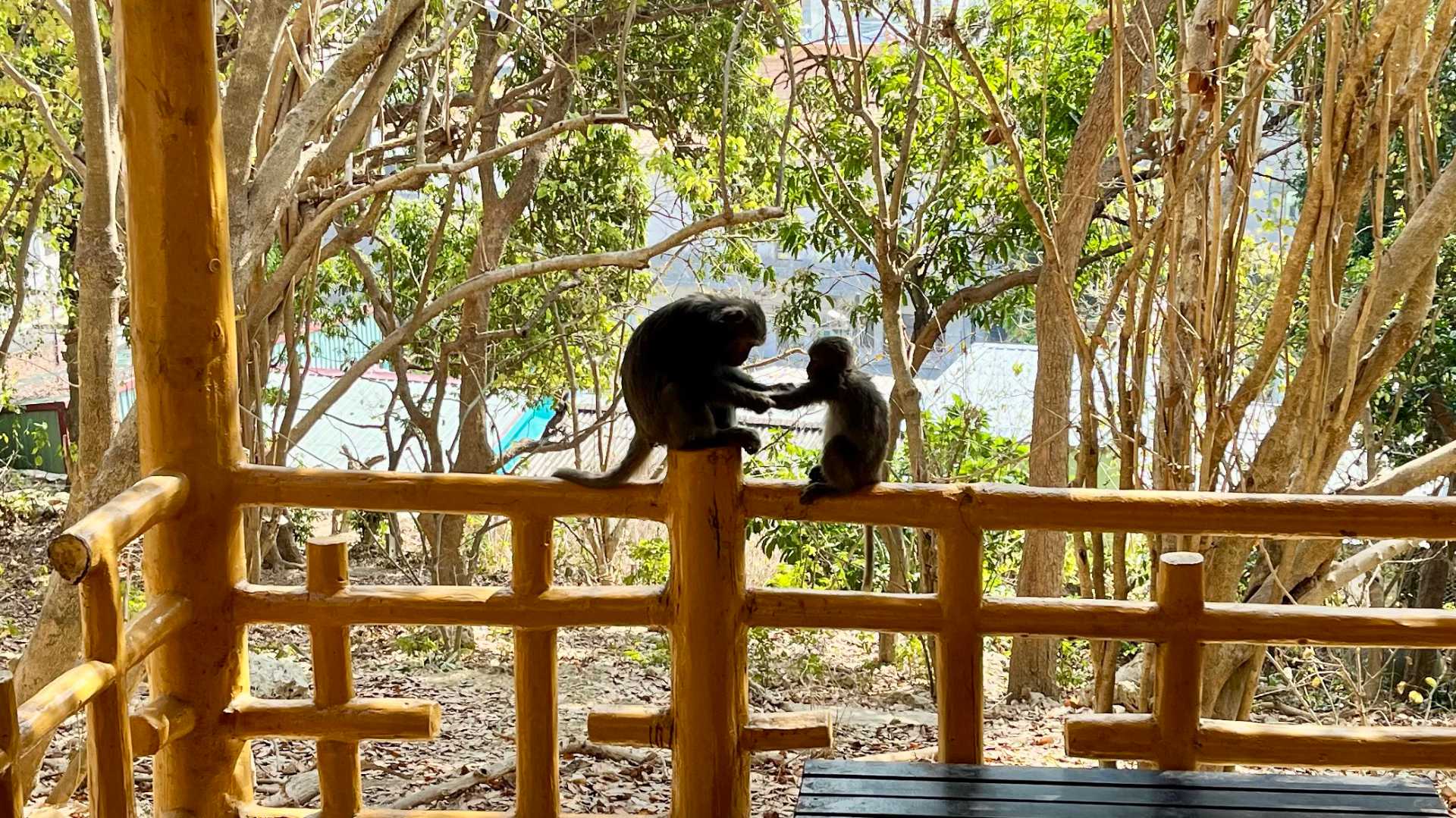 An adult monkey holds the hand of a younger monkey, while sitting on a bannister at a rest stop pavilion.
