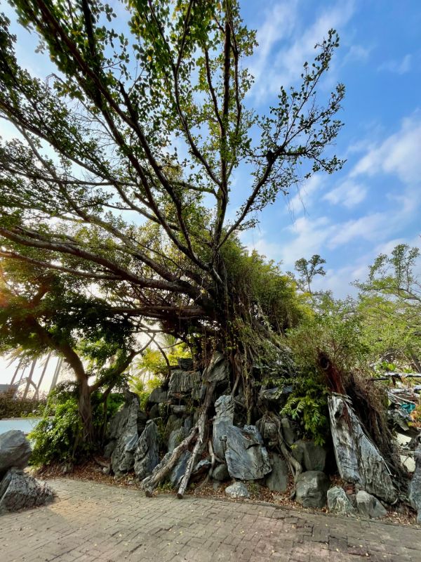 A large tree growing atop a pile of rocks.