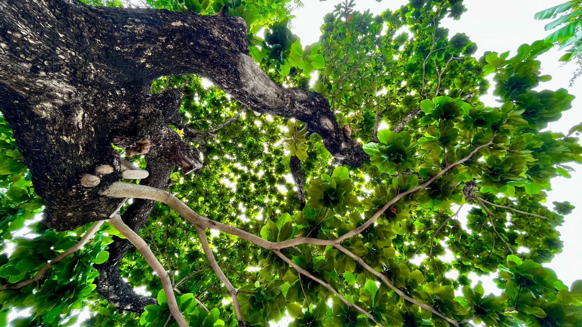 A large green tree, viewed from below.