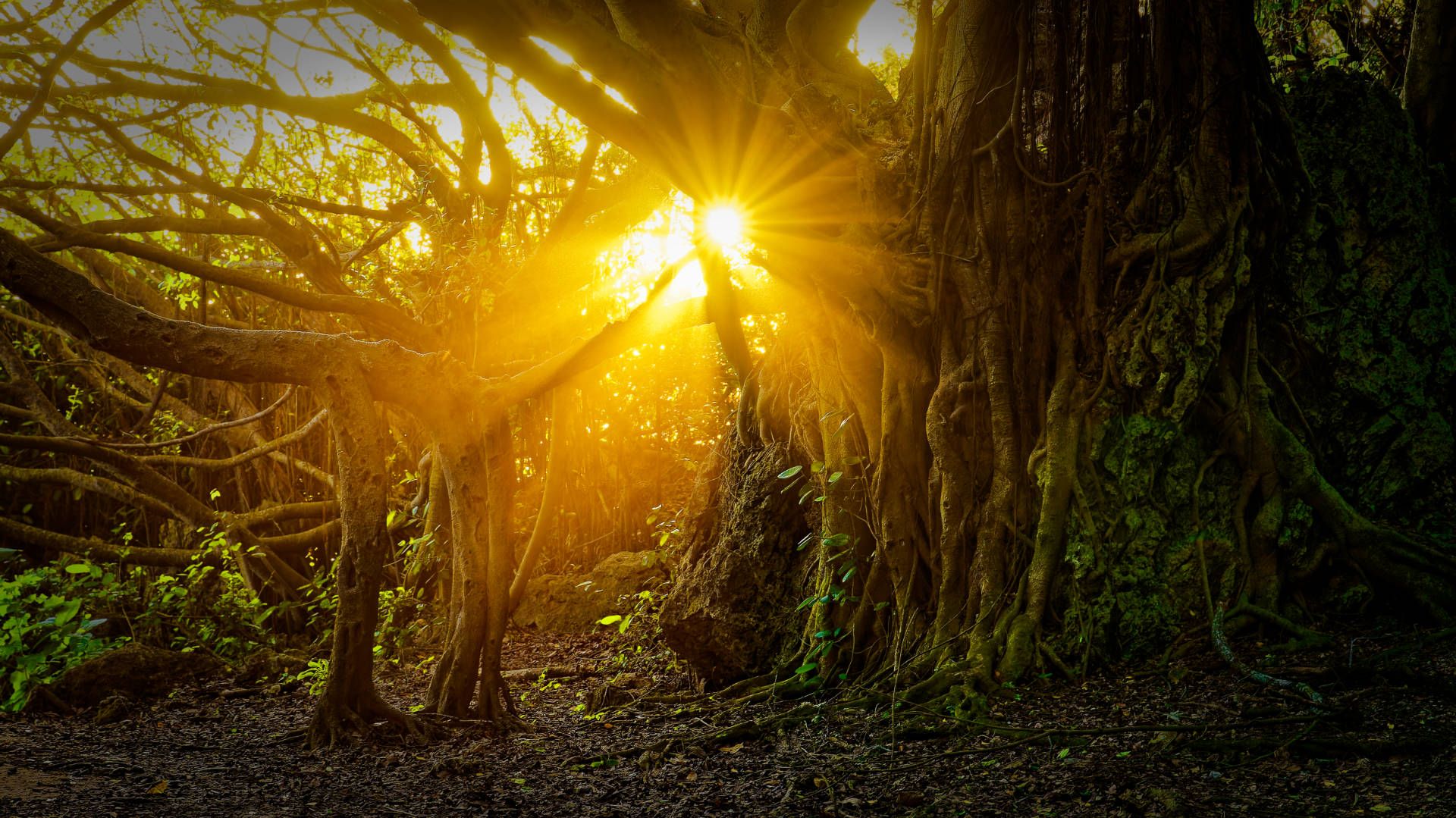 Photo of a forest scene, with twisting trees, roots partially covered in moss, and shafts of golden sunlight bursting through the trees.
