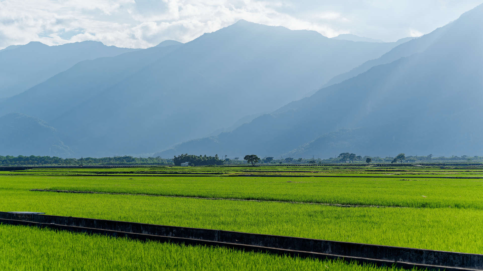 A concrete water channel bisects two vibrant rice fields, with misty mountains in the distance.