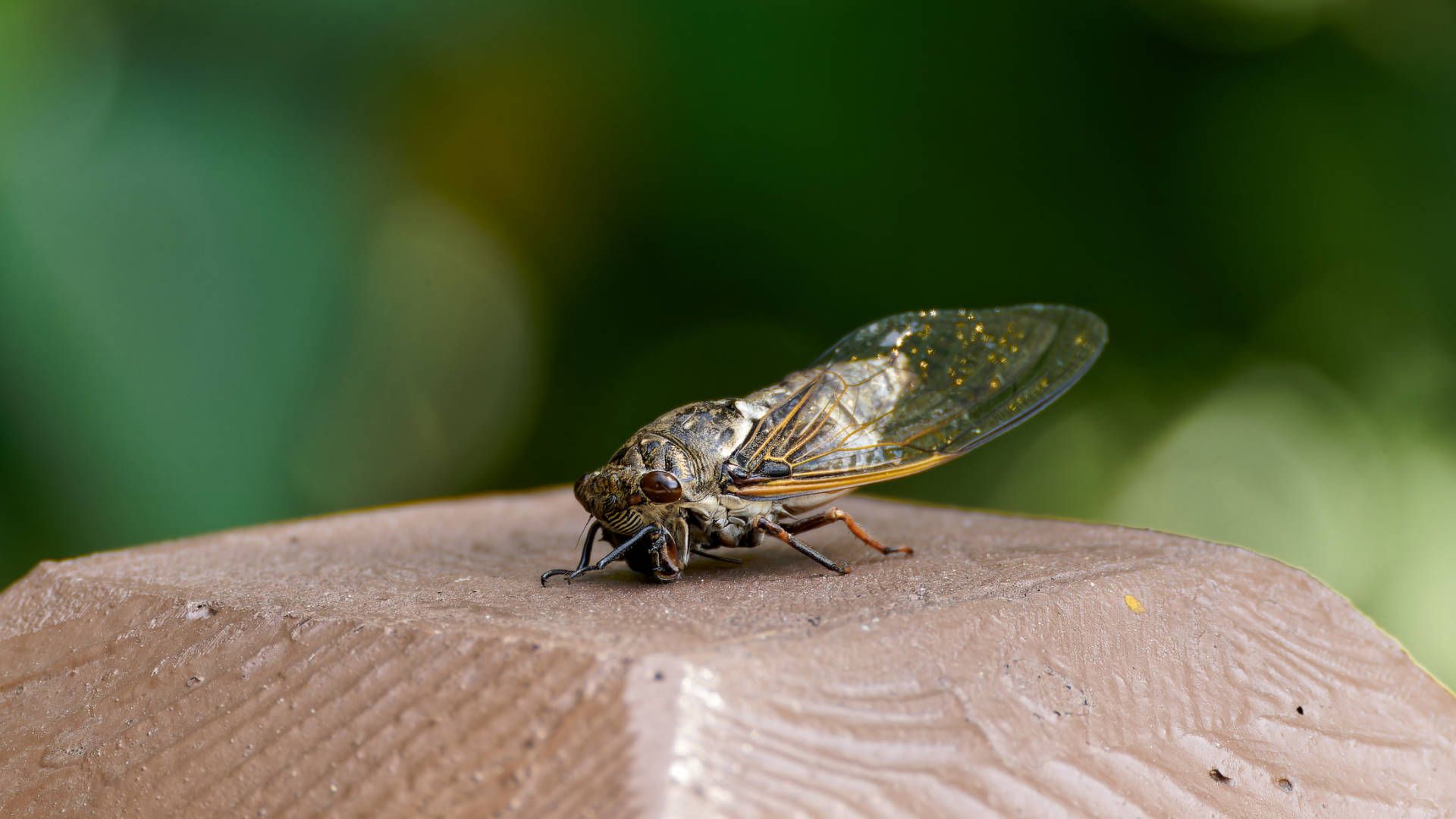 Close-up of a scary-looking insect. It is relatively large, with retracted wings, pincers, and bulging bug eyes.