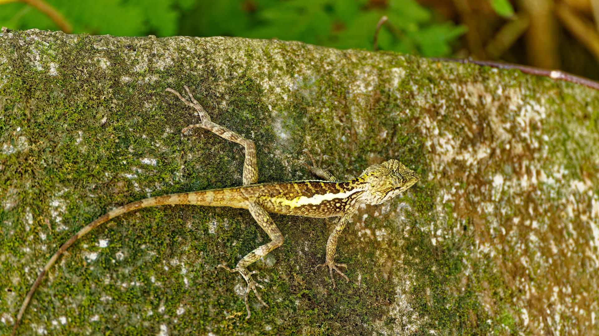 A lizard, approximately 30cm long, climbing a vertical wall.