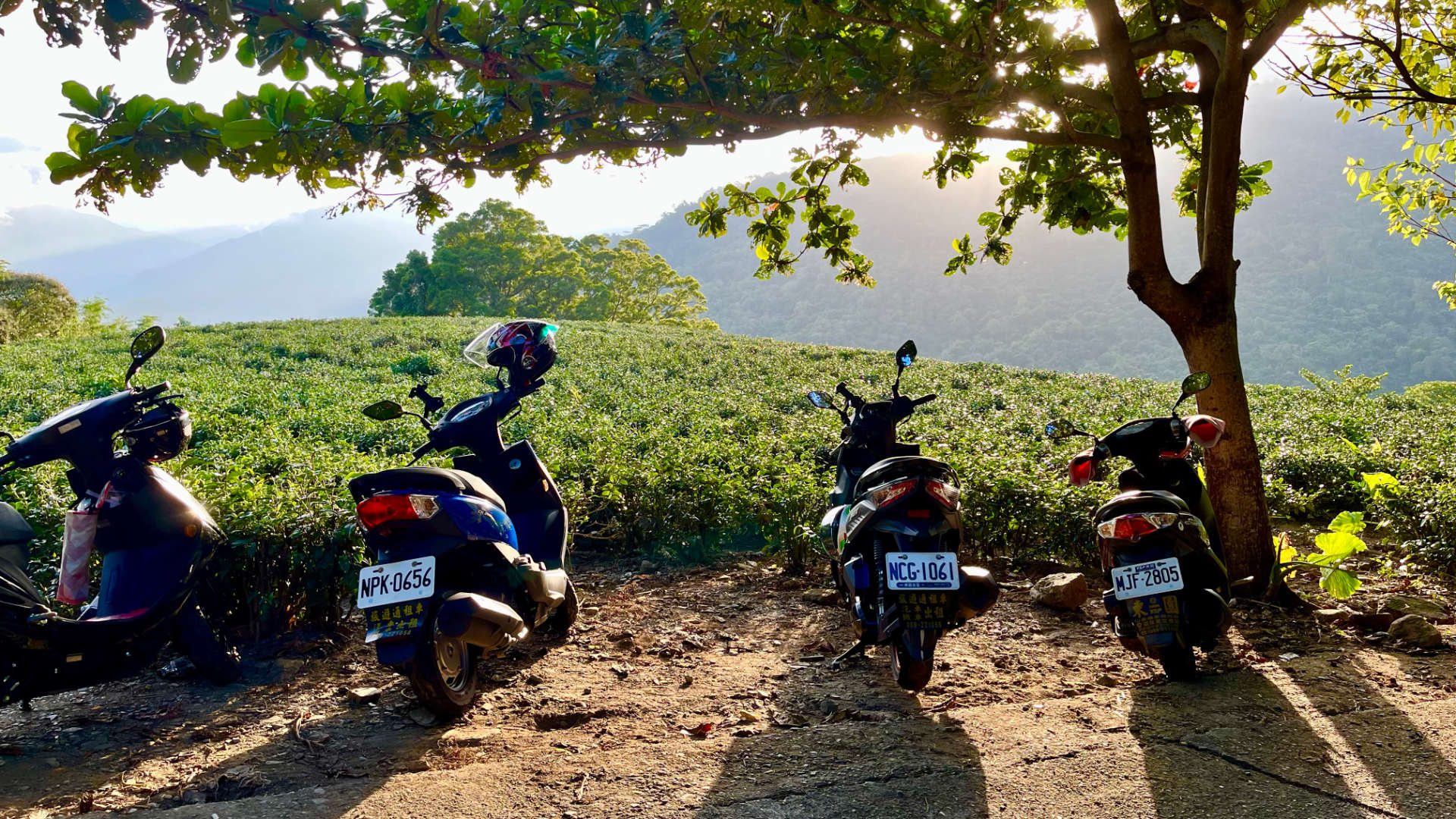 Four scooters parked on dirt under a tree, immediately next to a tea plantation. Tree-covered mountains a visible beyond the tea plantation.