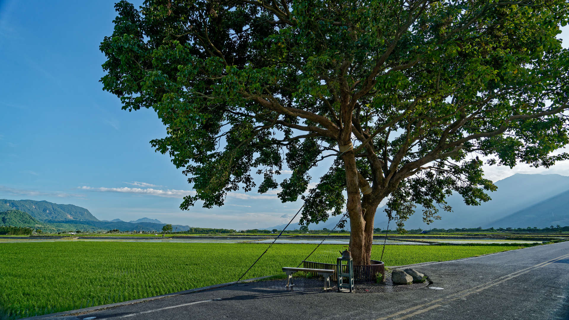 A large tree, with a protective fence around its base. Next to this, there is a bench and a small table with a large teapot on top.