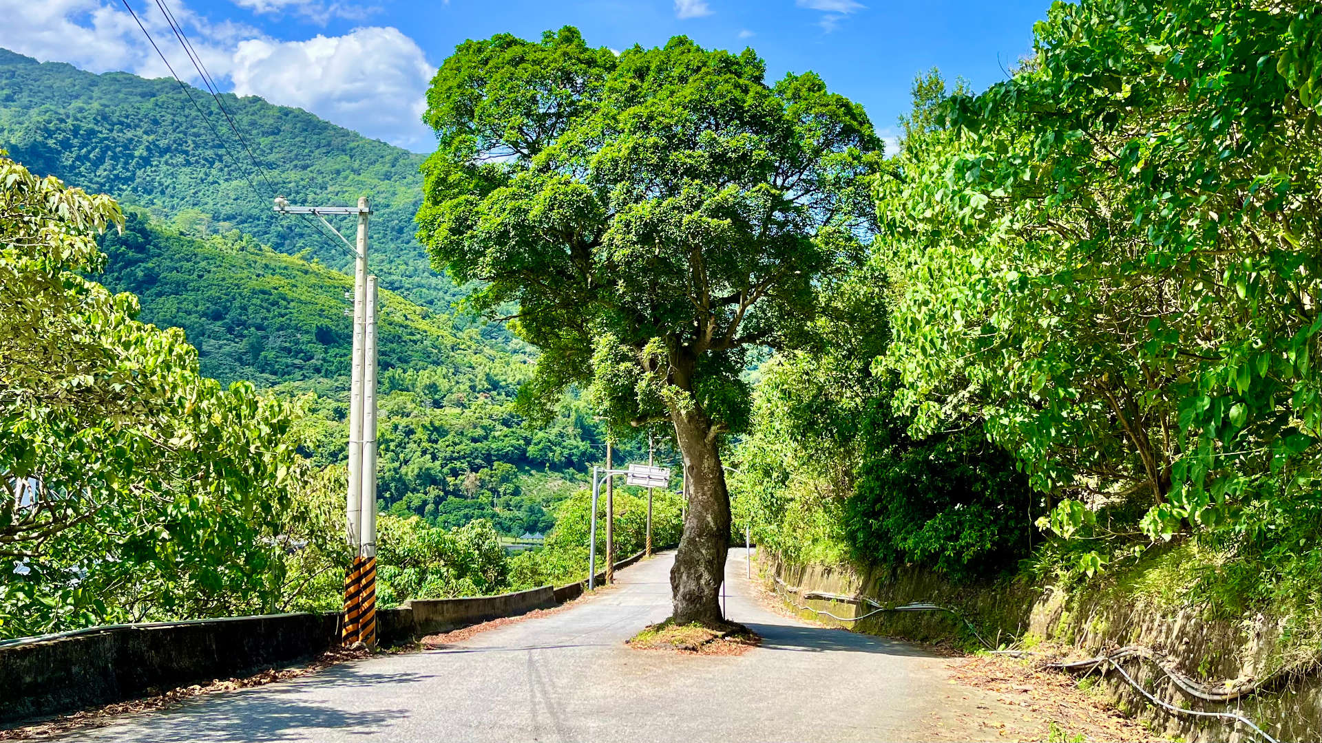 A mature tree growing in the middle of a narrow mountain road. The tree looks to be around 15 meters tall.