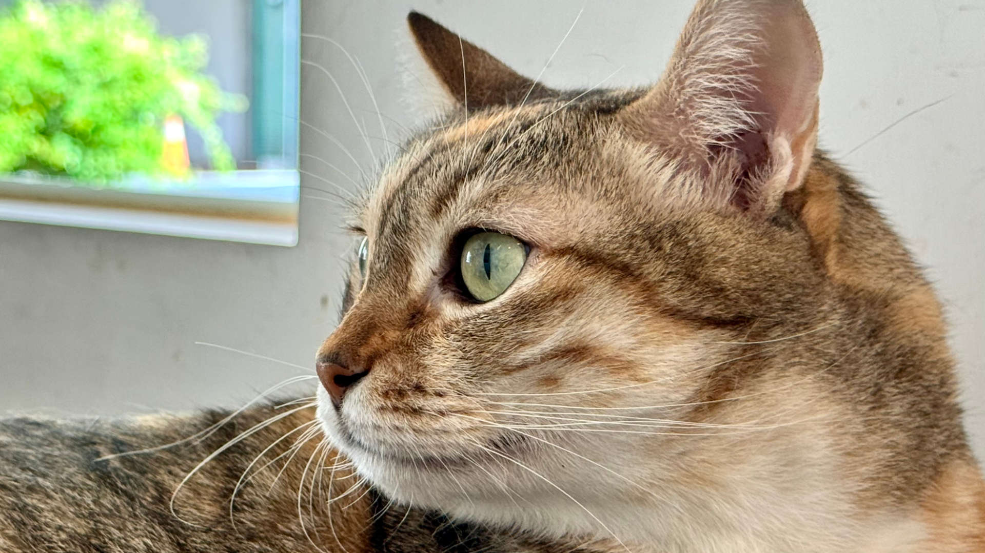 Close-up of an anxious-looking cat. Its eyes are wide open.