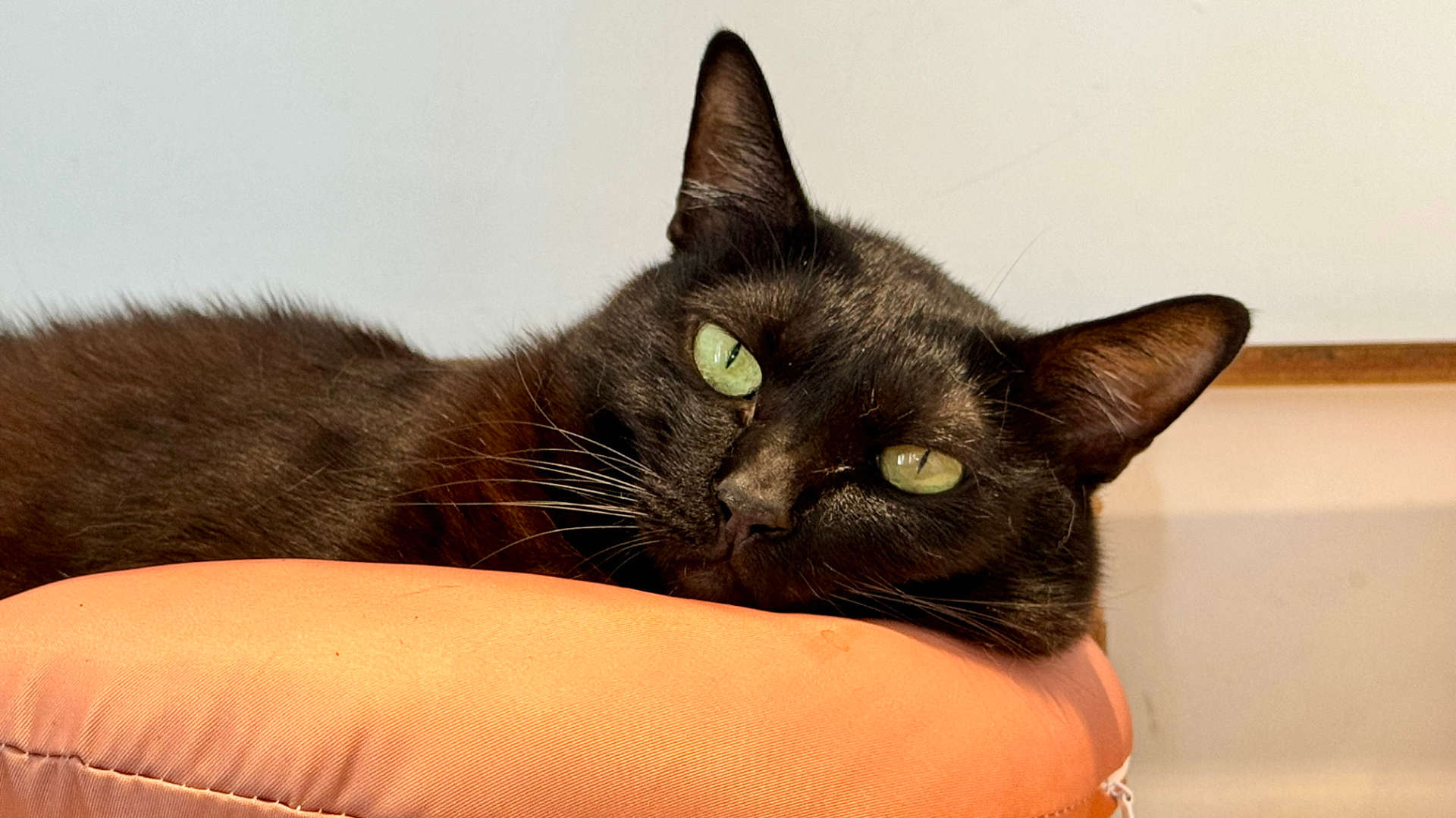 A cat laying in a cat bed, looking at the camera.