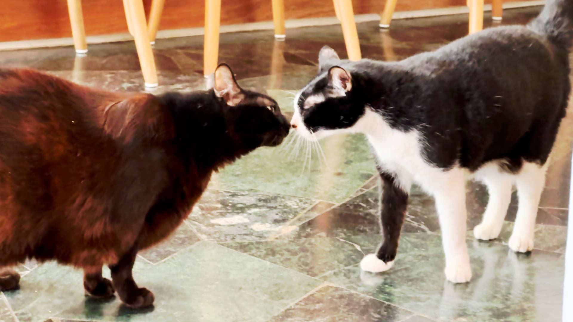 Two cats sniffing each other. Their noses are lightly touching.