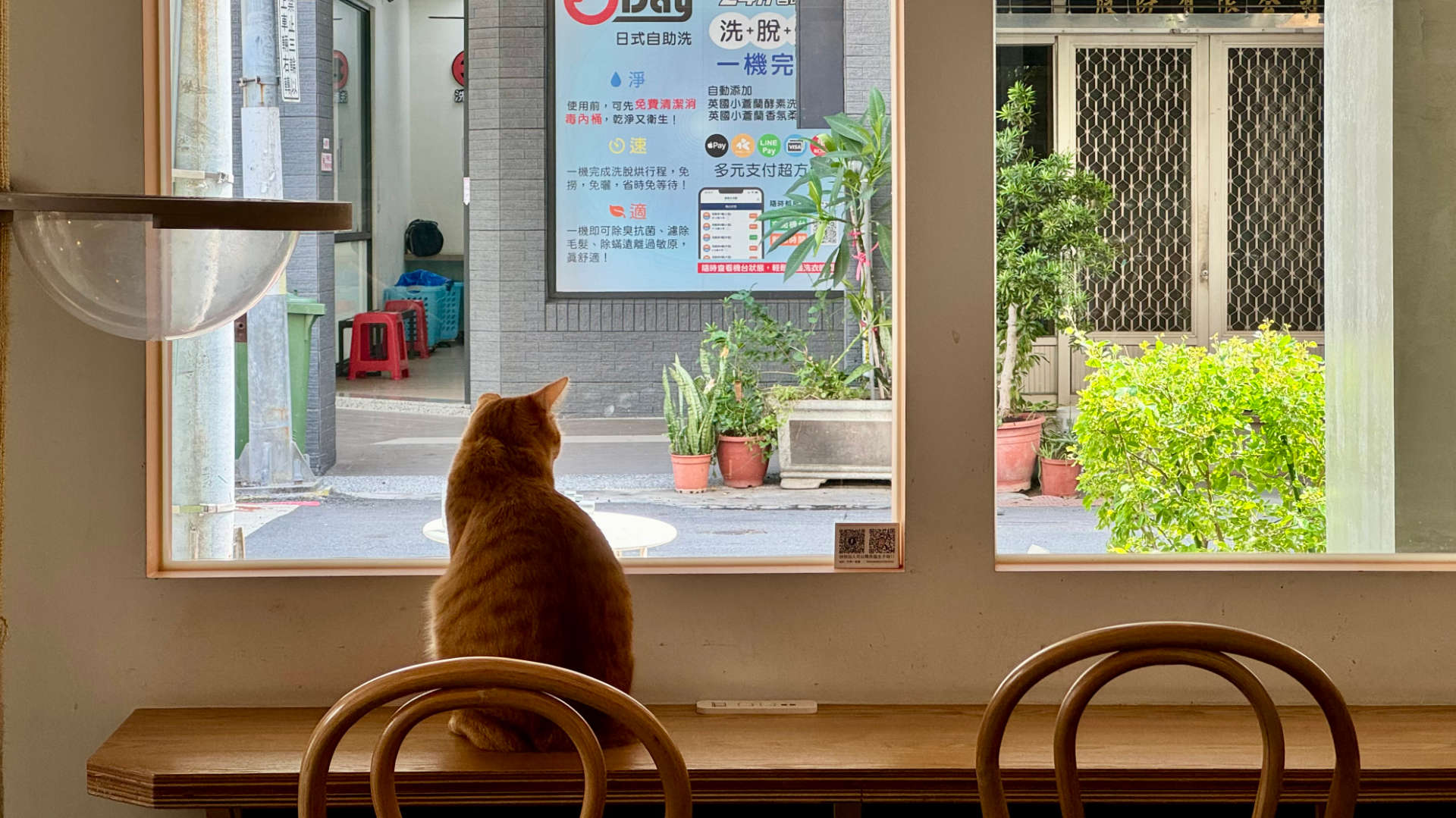 A cat looking out the window.