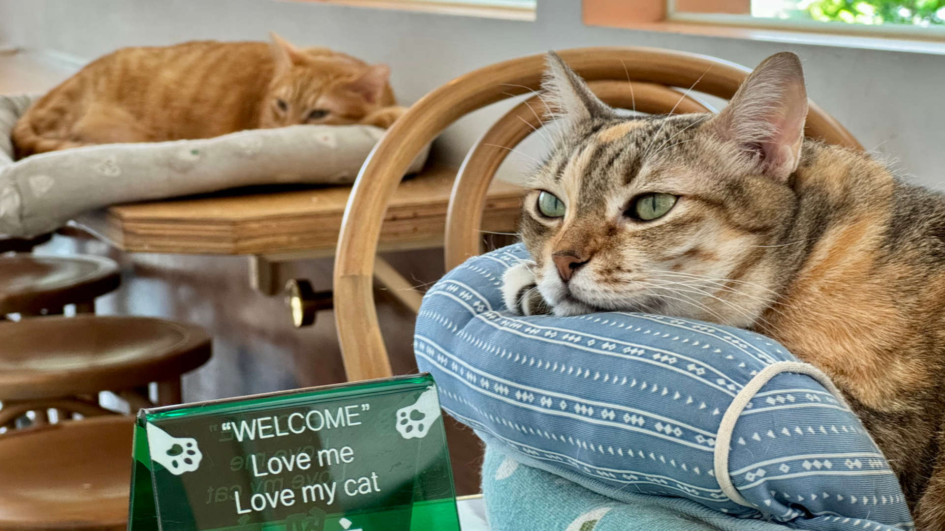 Two cats resting on cat beds. Next to one of the cats is a sign that says “Welcome. Love me. Love my cat.”