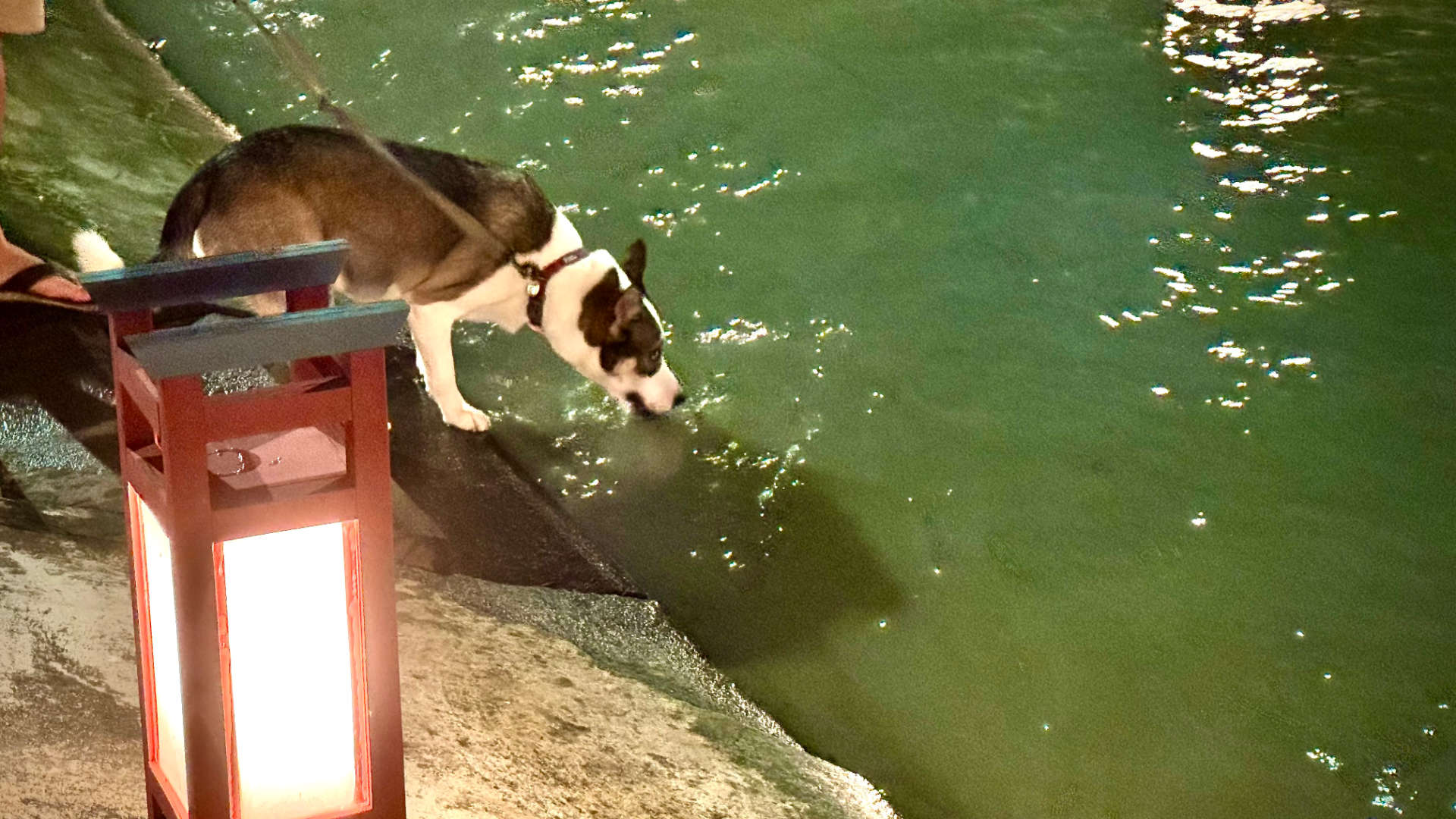 A dog on a leash, drinking from the canal next to a lantern.