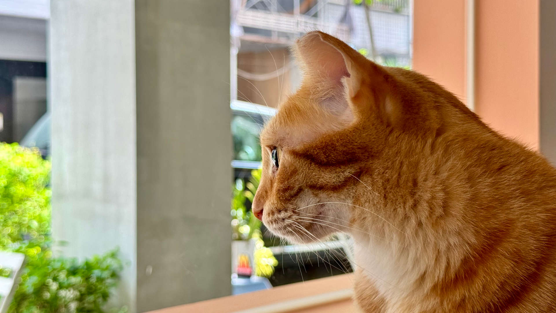 Close-up of a cat looking out the window.
