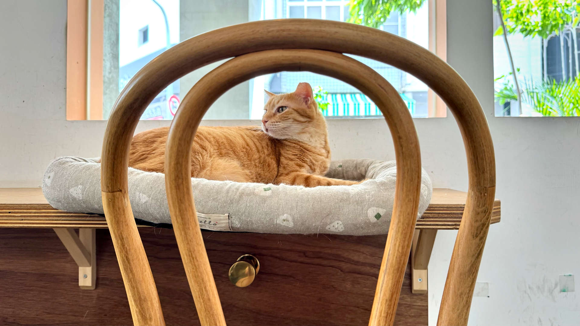 A cat sitting, sphinx-like, in a cat bed.