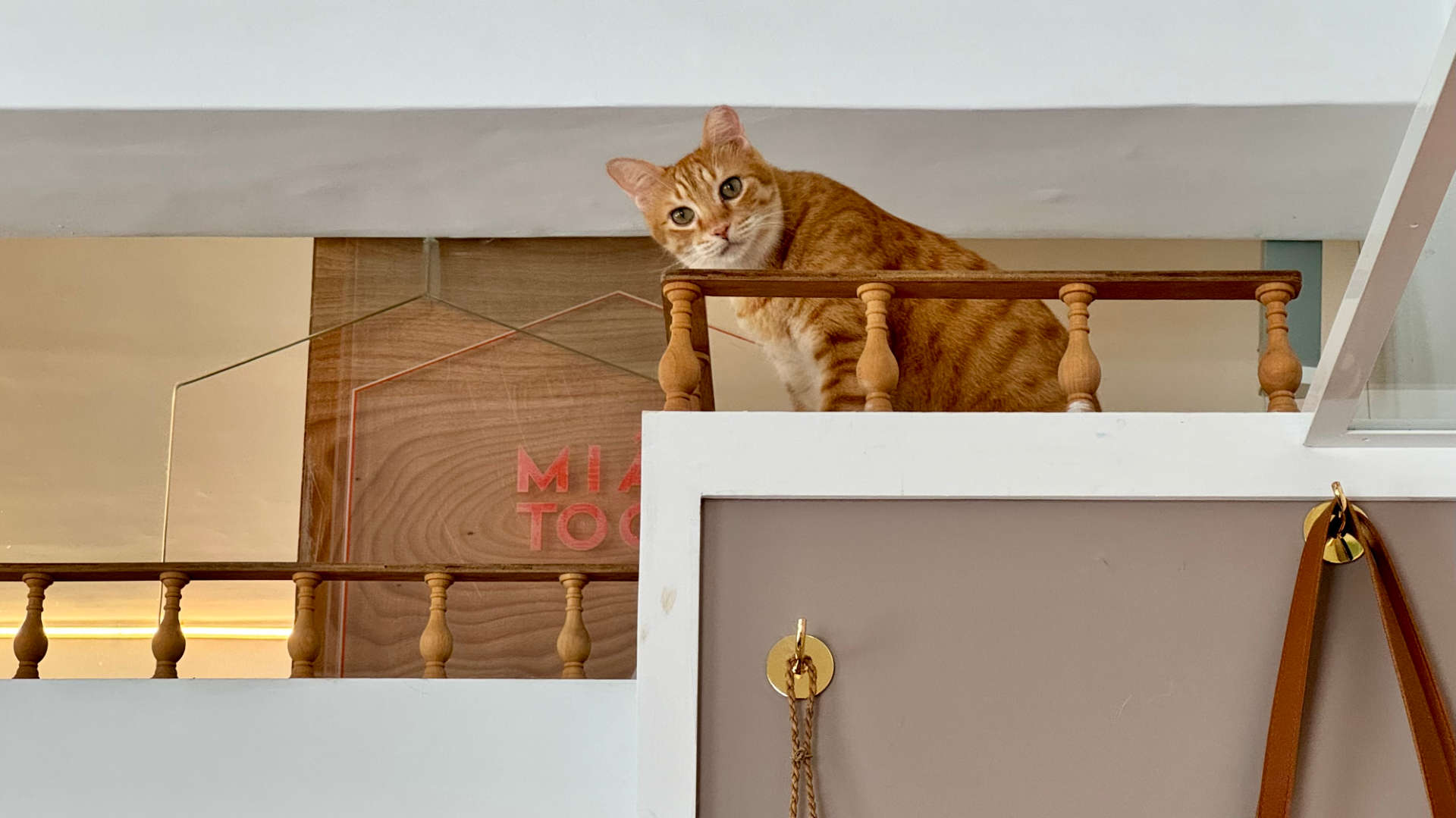 A cat looking down towards the camera, from a mezzanine level.