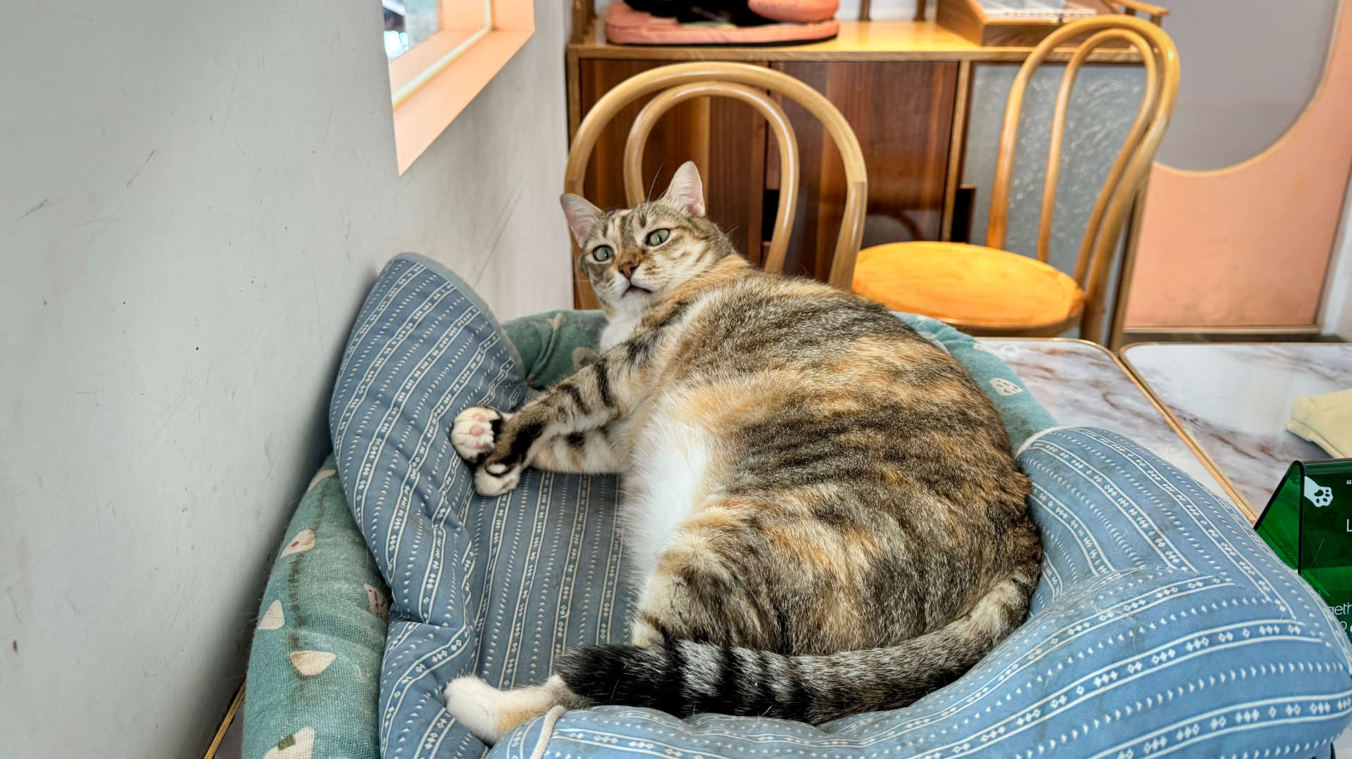 A fat cat laying in a cat bed, with a shocked expression on its face.