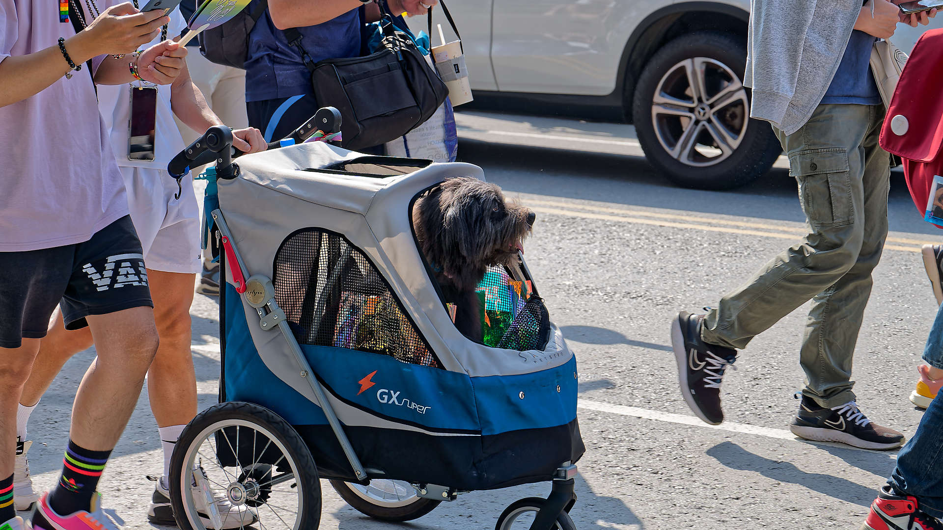 Shaggy dog in a stroller, in the Kaohsiung Pride parade.