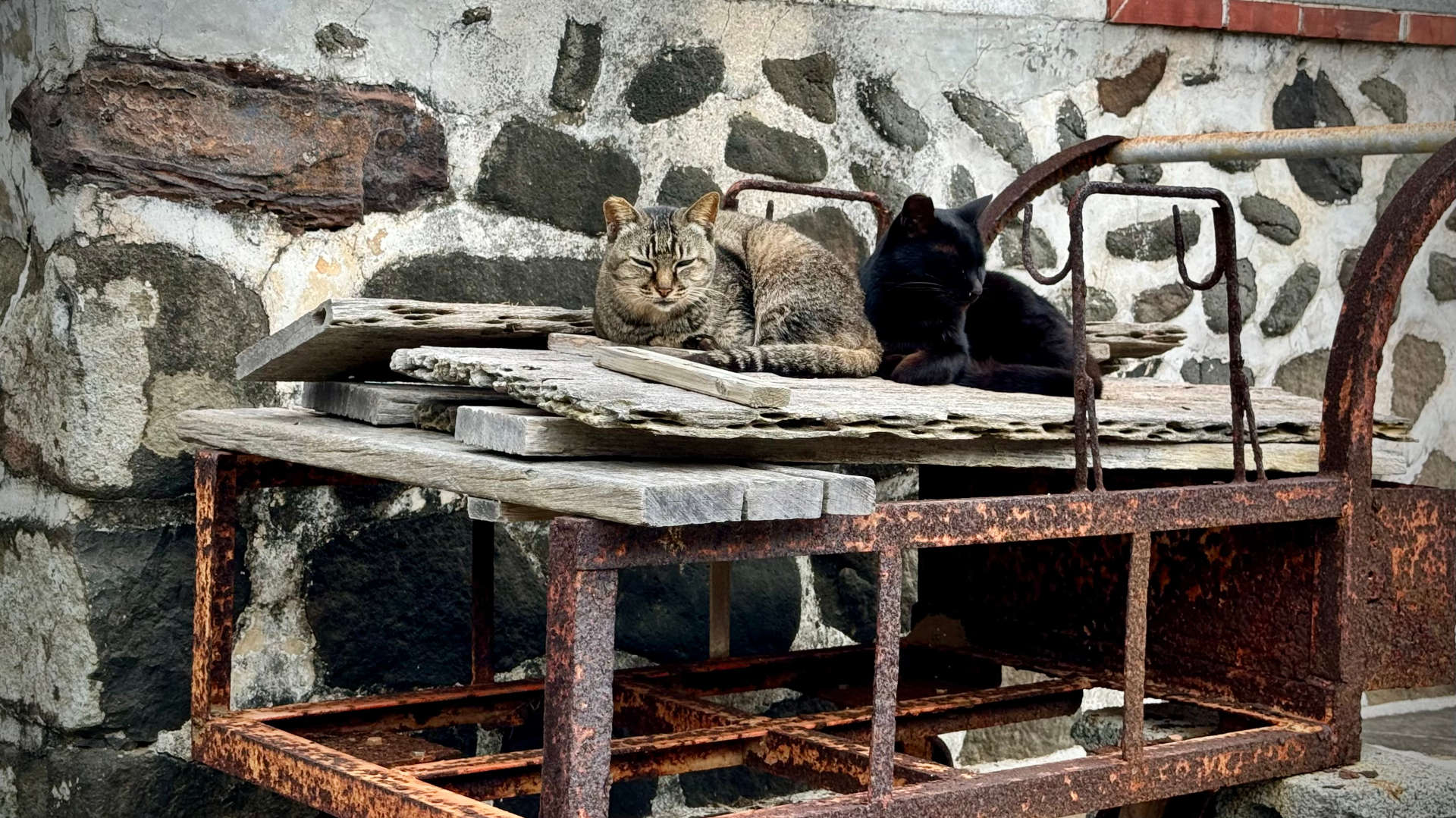 Two cats resting on a rusted cart in Erkan Historic Village.