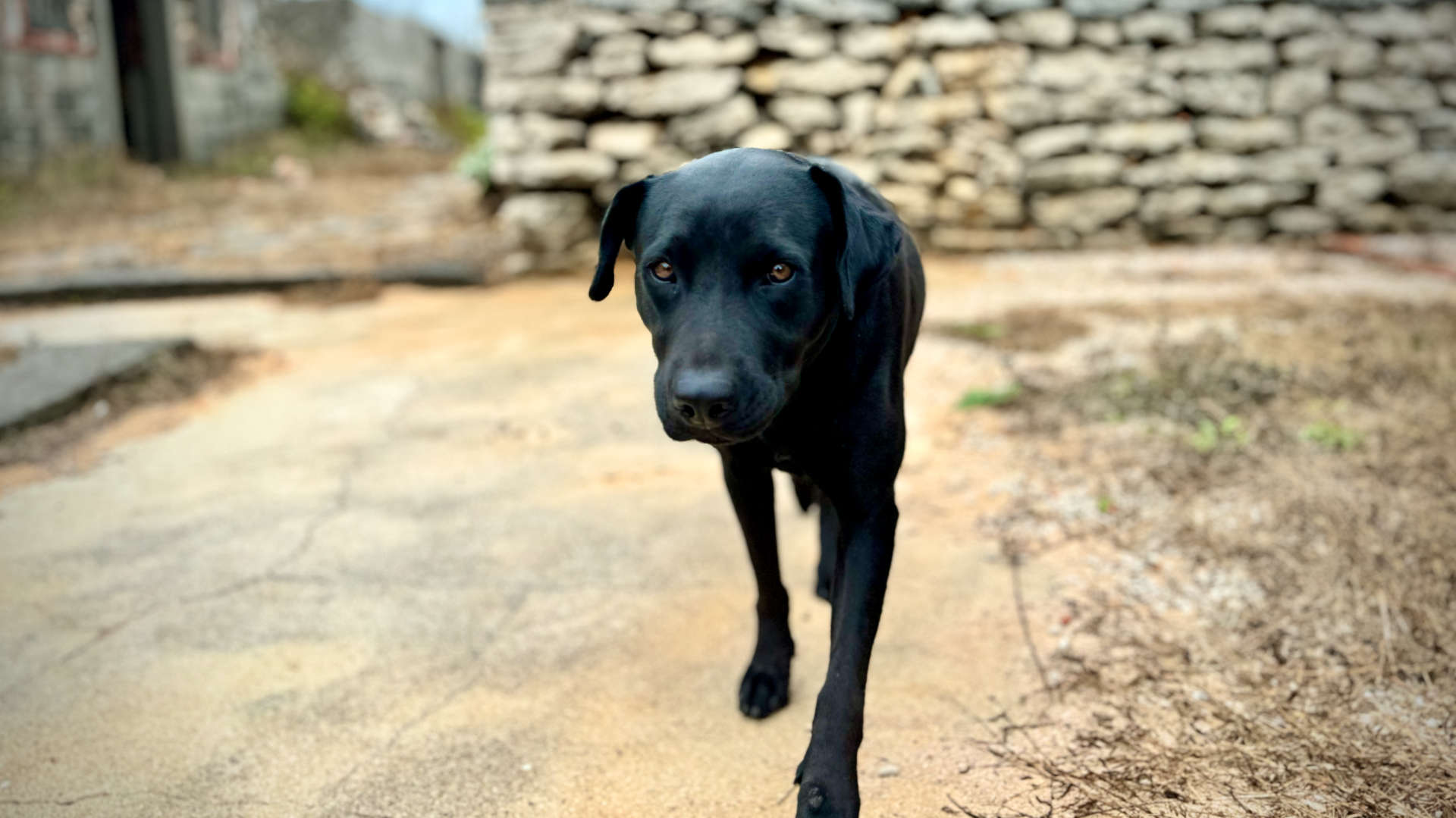 A large black dog looking at the camera.