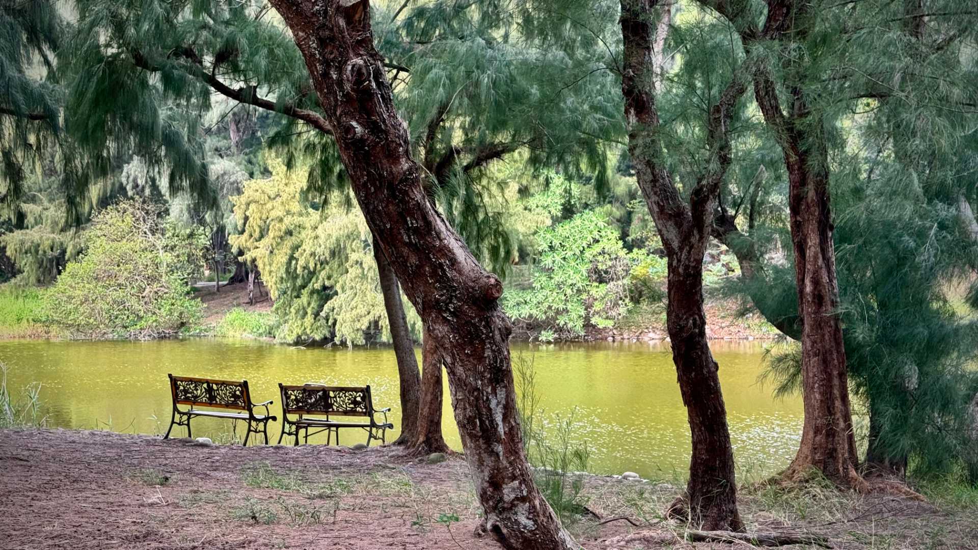 Two park bench-style seats next to a pond in a forest.