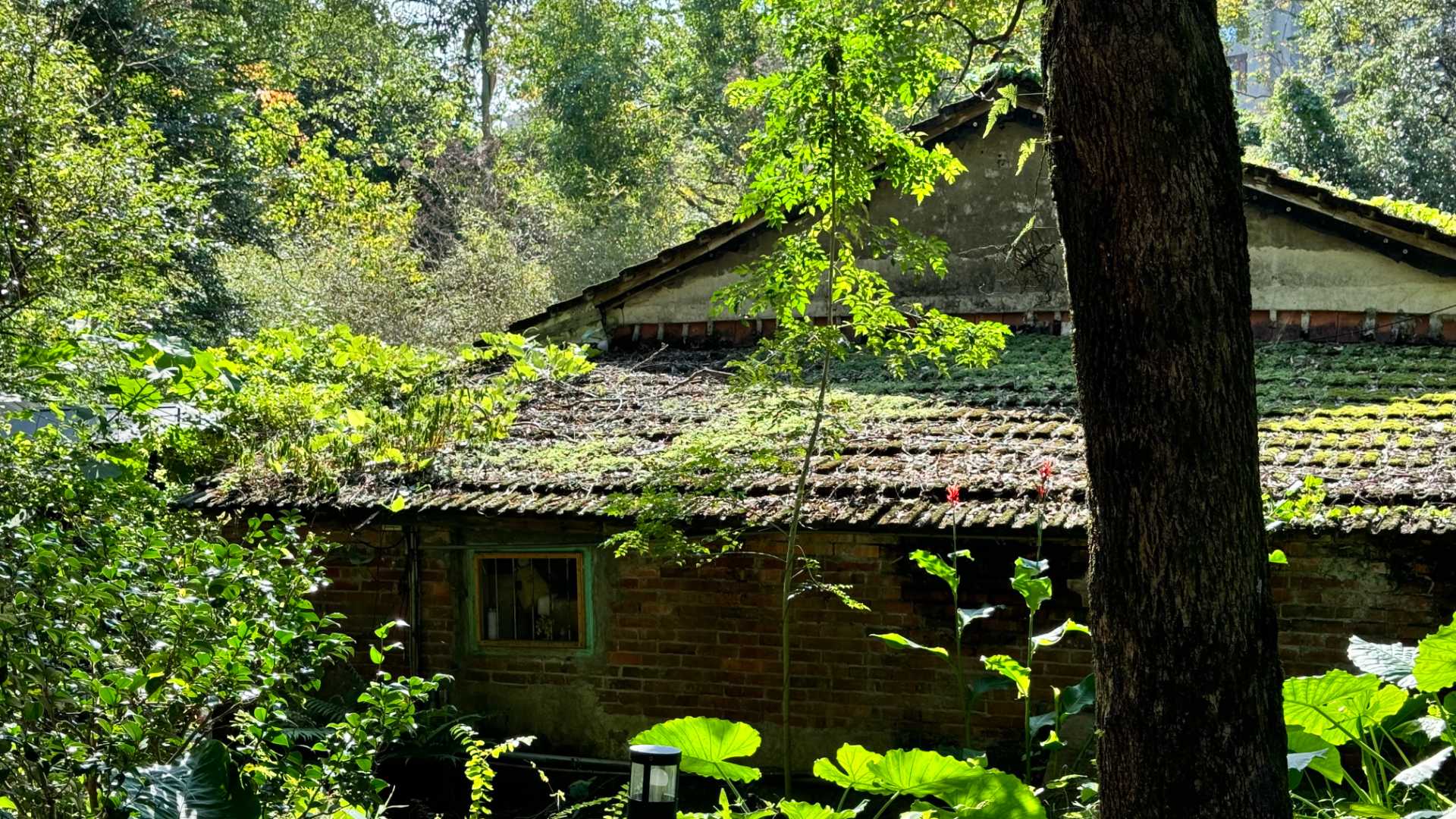 A rundown single-story brick building with moss-covered tiled roof. It’s surrounded by dense green foliage.