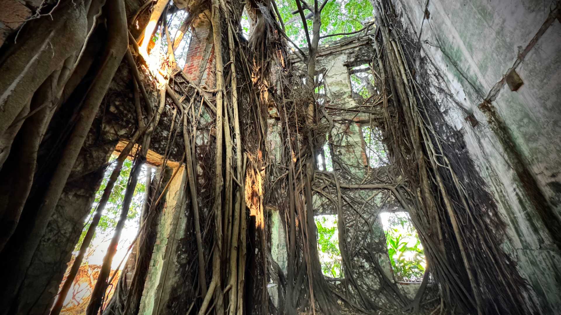 The interior of the Minxiong Haunted House. All of the internal floors and walls, and doors and windows, are missing. It is a hollow shell filled with vines and tree roots.