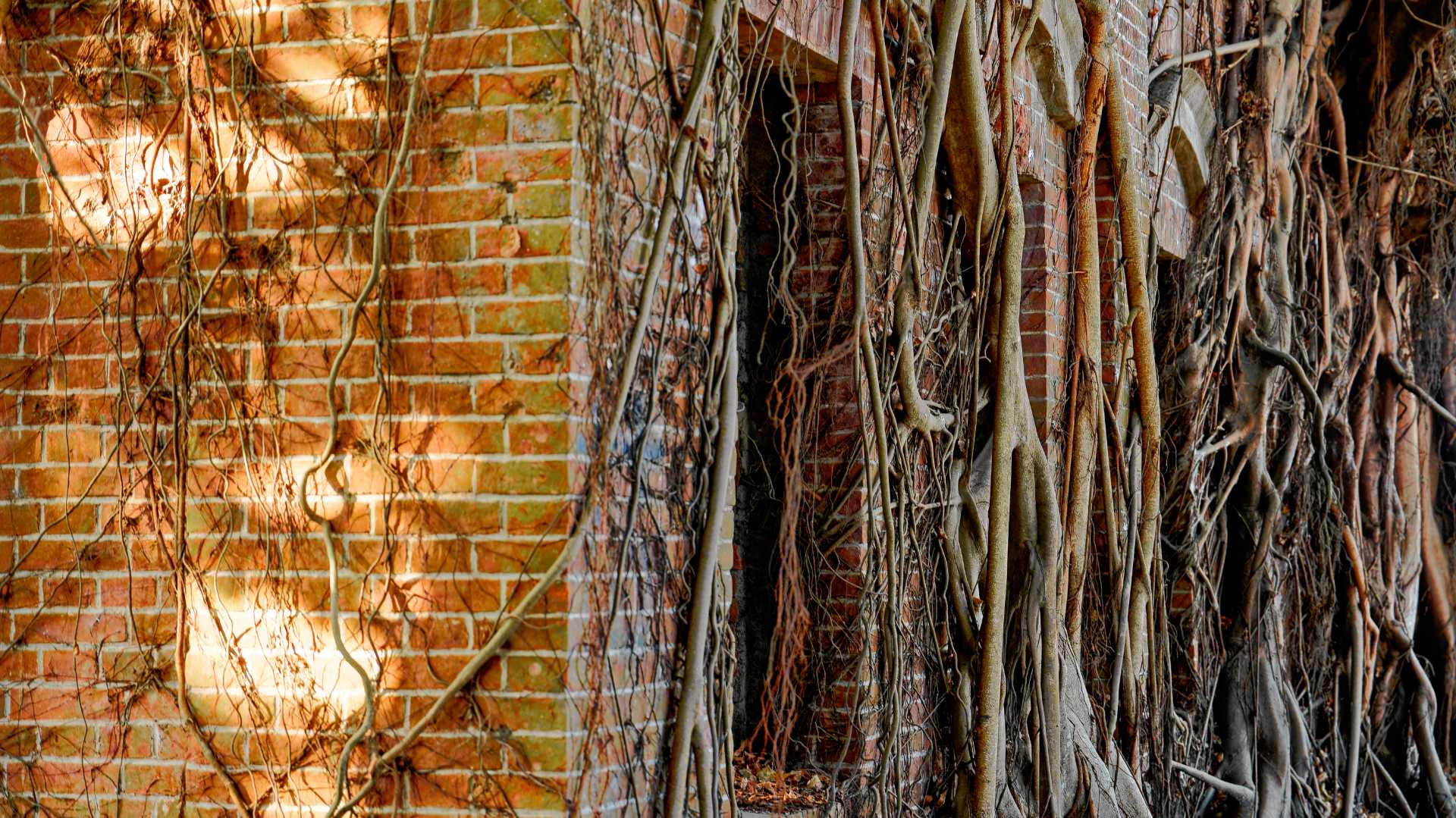 Close-up of a dense array of tree routes climbing vertically up the side of a derilect brick house.