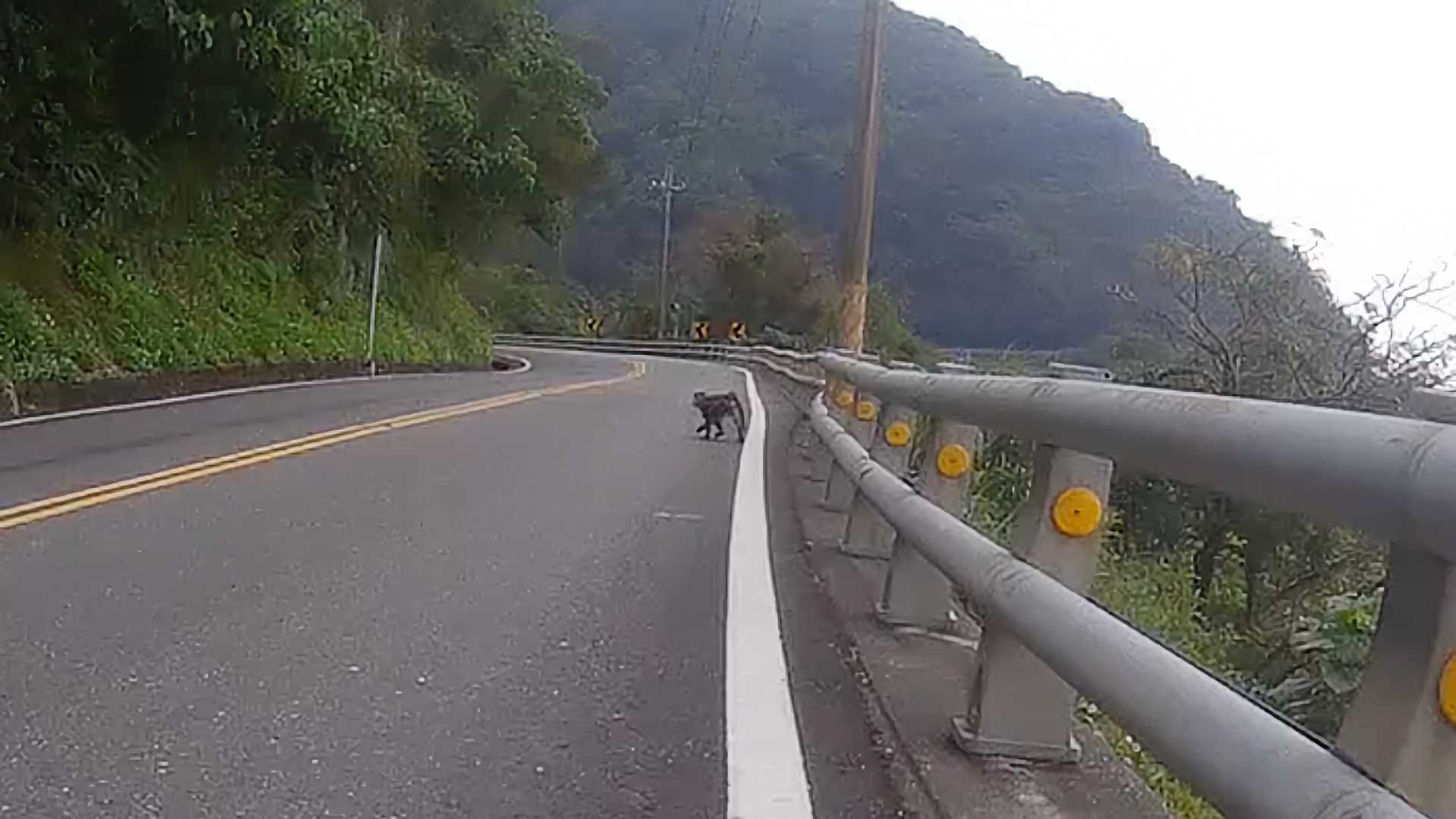 A monkey on a two-lane mountain road, walking towards the forest on the left side.