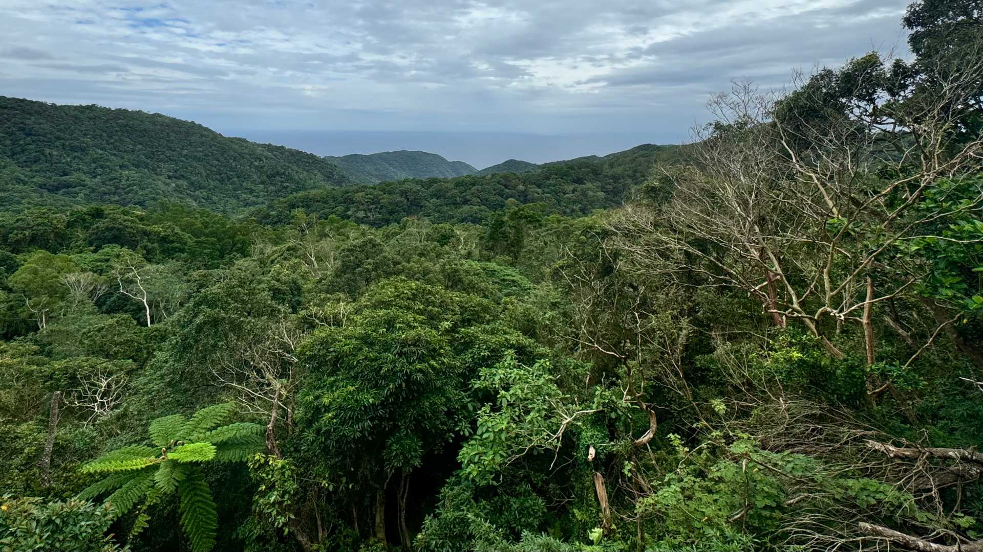 Forested mountains in the foreground, with the sea visible in the distance.