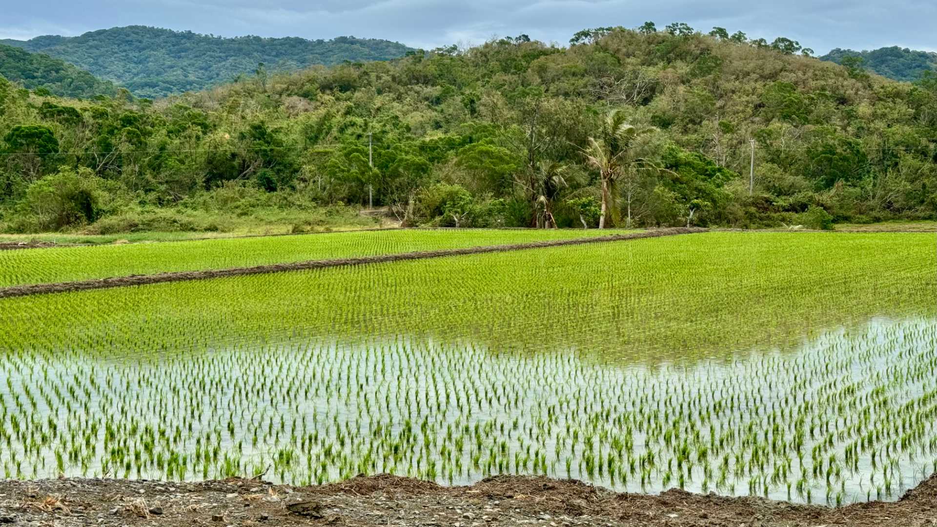 Rice paddies in the foreground, and forest-clad mountains in the distance.