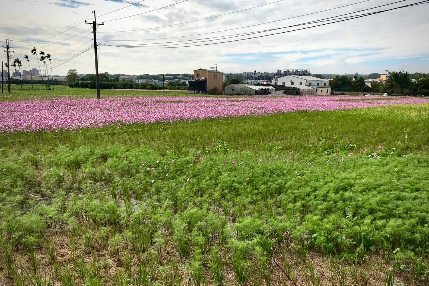 A field of flowers in a rural area outside Taichung.