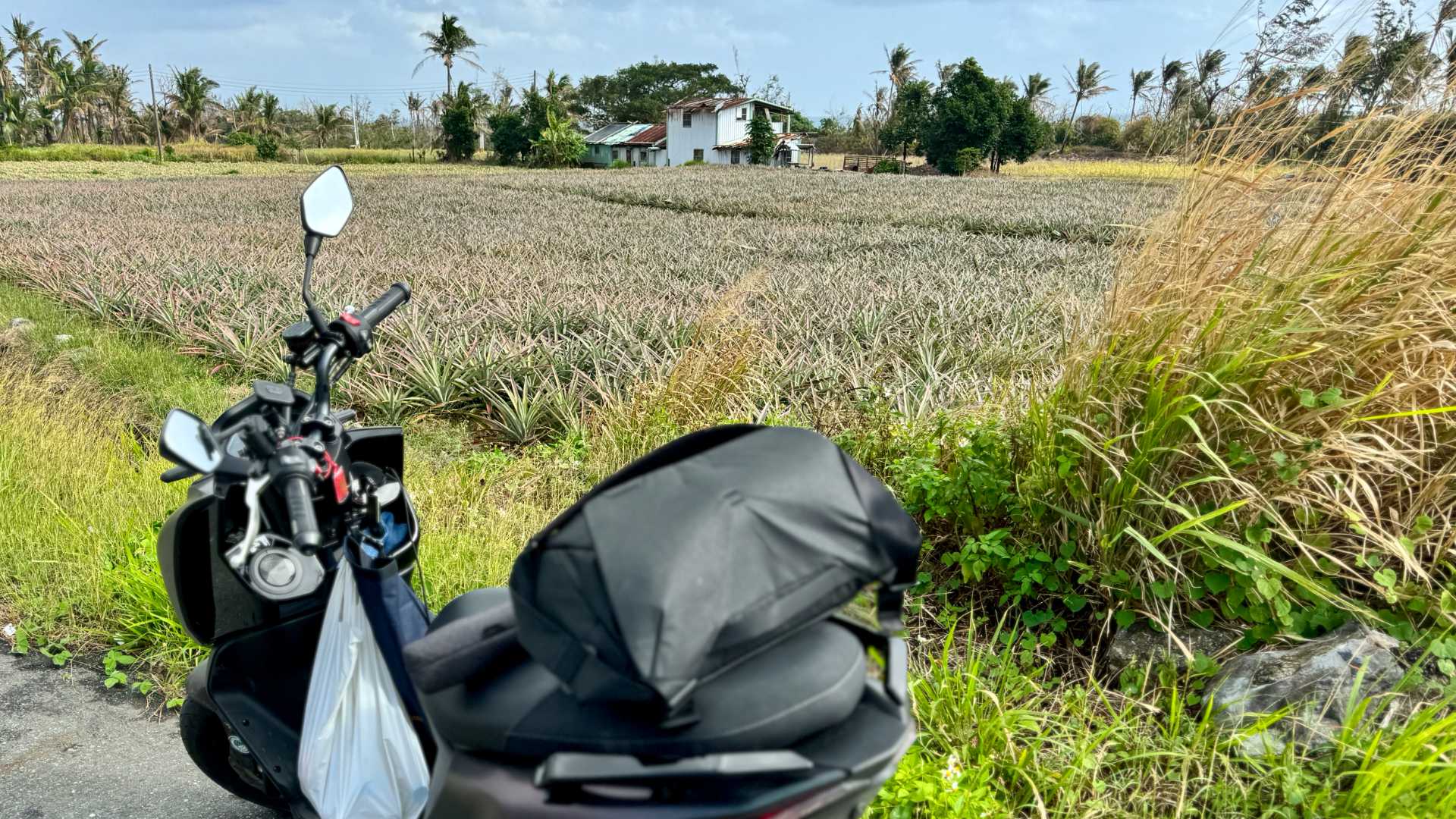 A scooter parked next to a pineapple plantation.